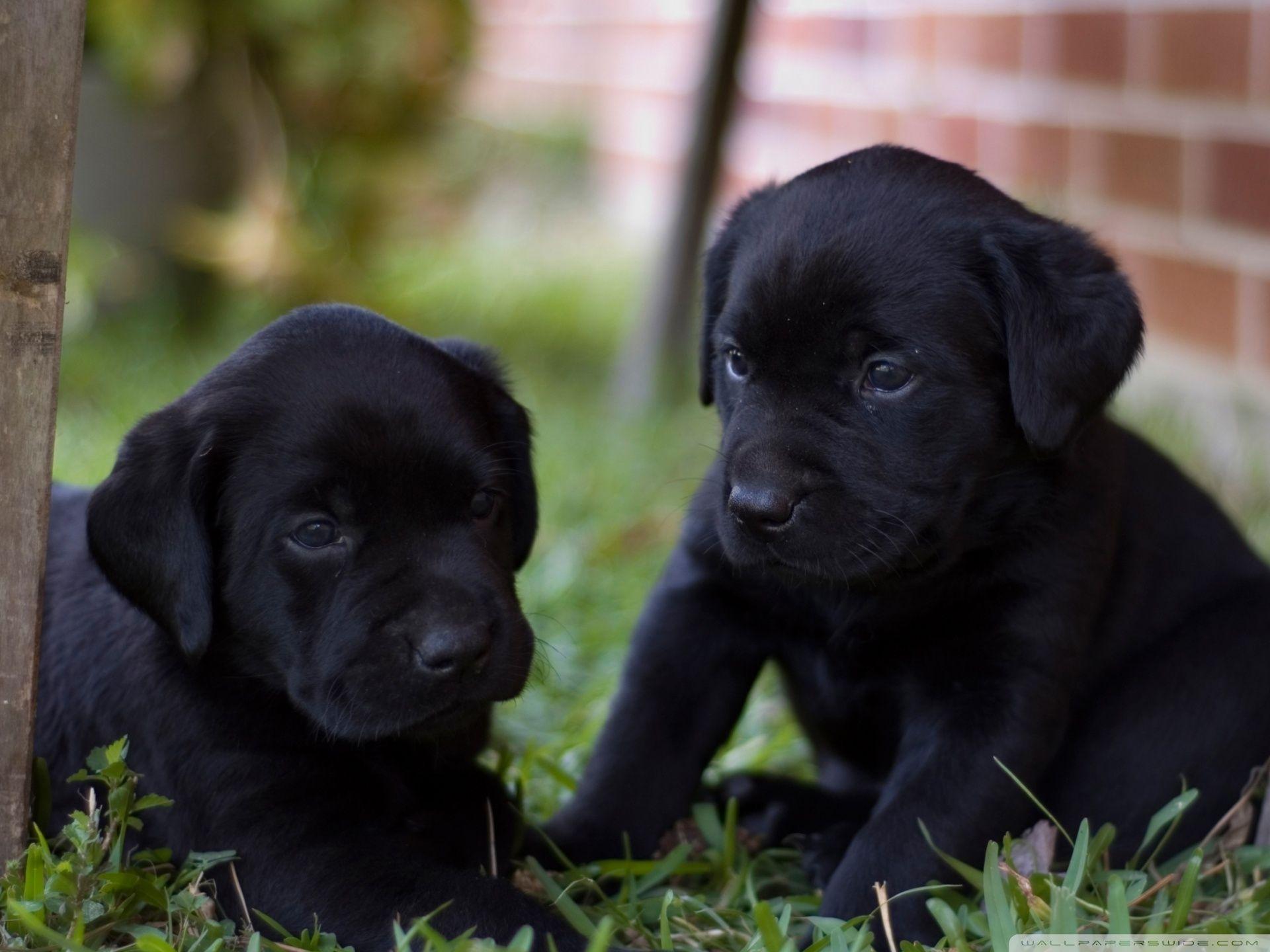 Cute Labrador Puppies HD desktop wallpaper, High Definition