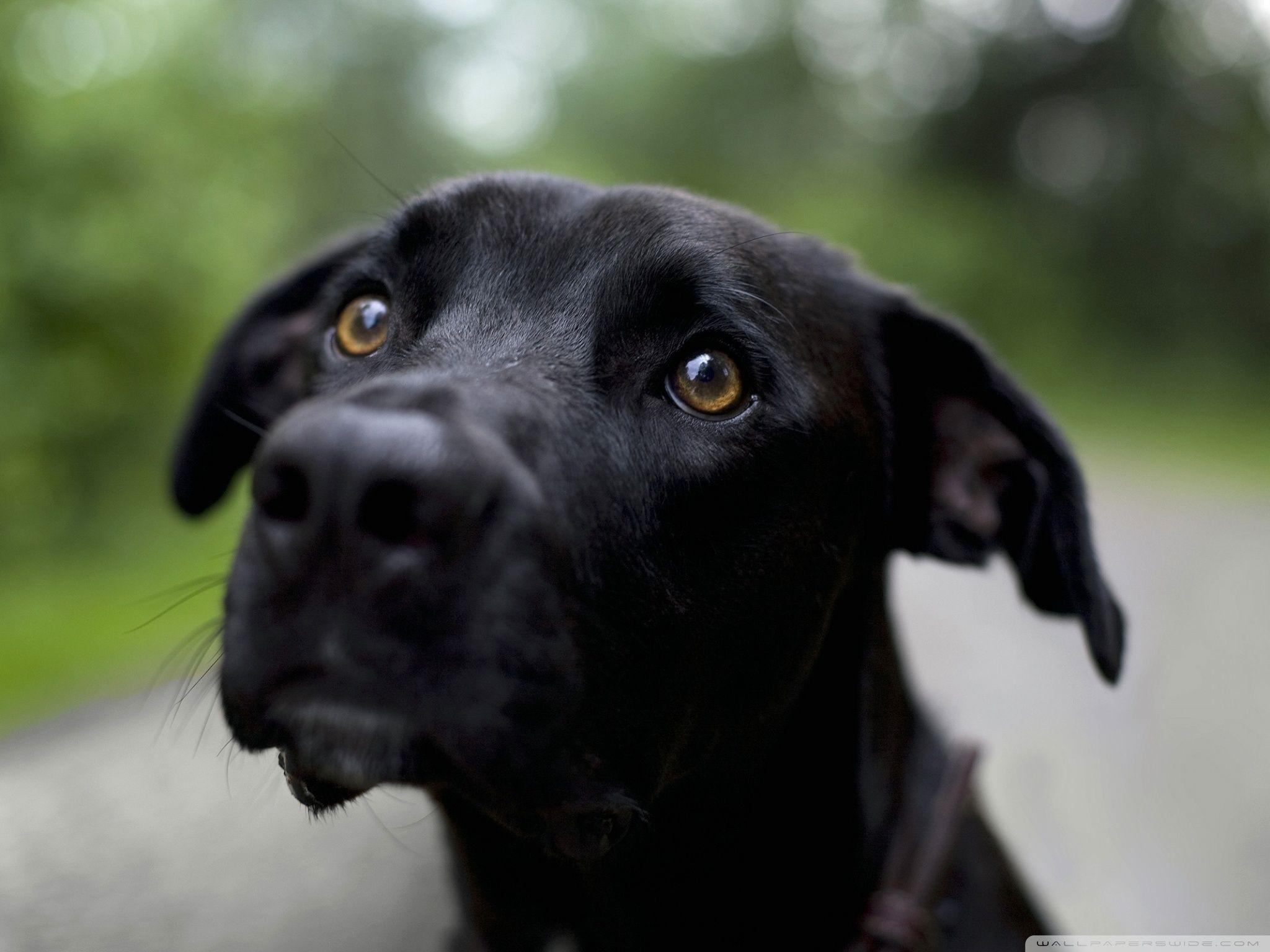 Black Labrador Retriever HD desktop wallpaper, High Definition