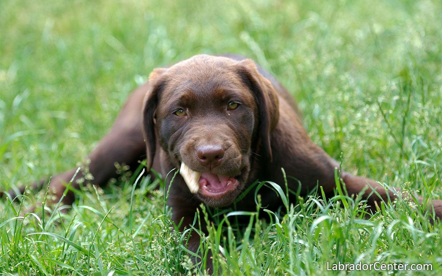 Labrador Retriever Wallpaper(Brown) Labrador Pup