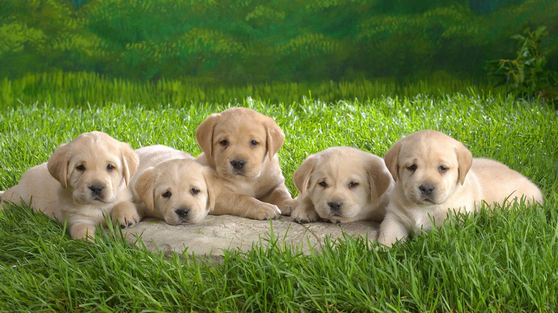 Full HD 1080p Labradors Wallpaper HD, Desktop Background