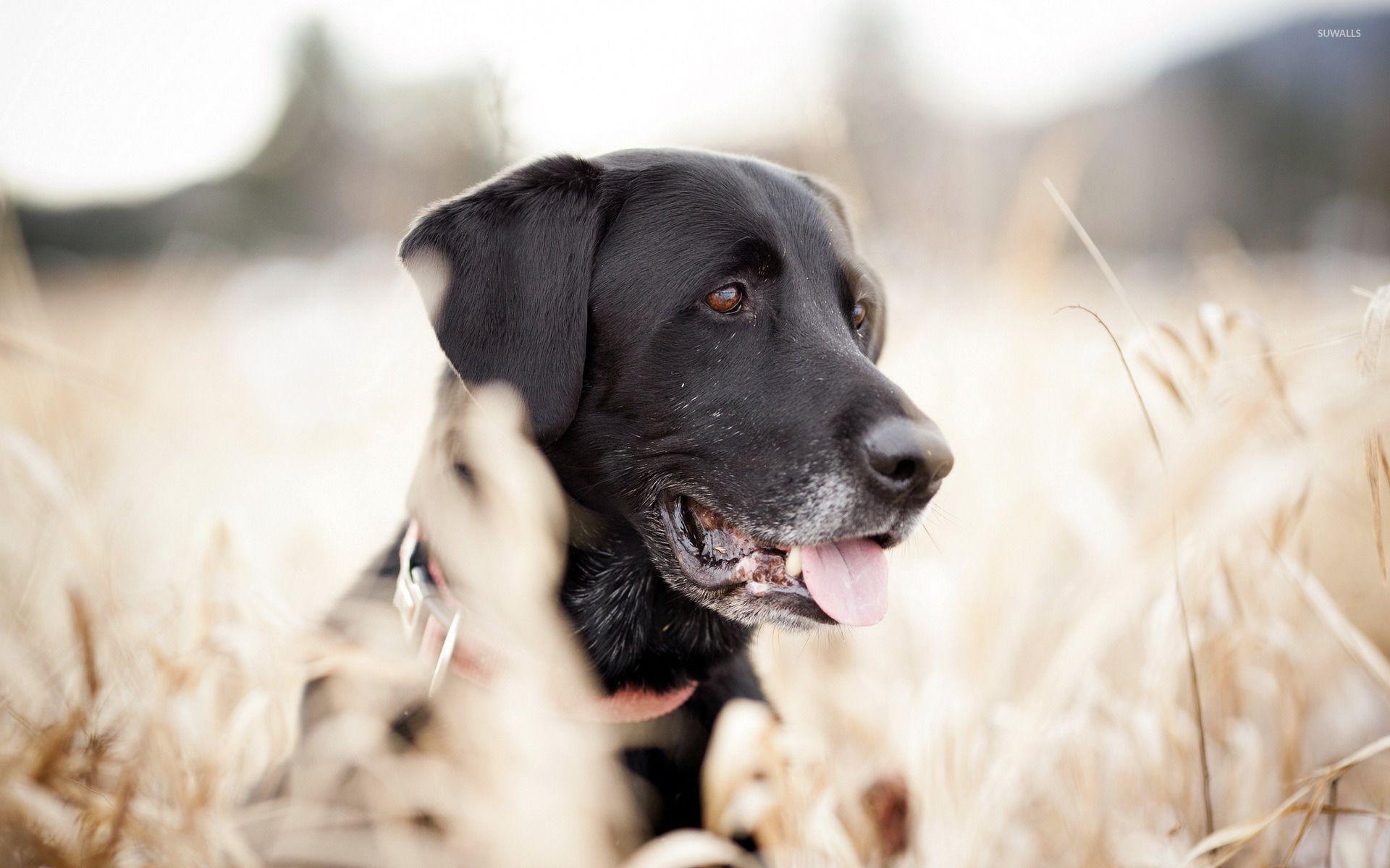 Black labrador wallpaper wallpaper