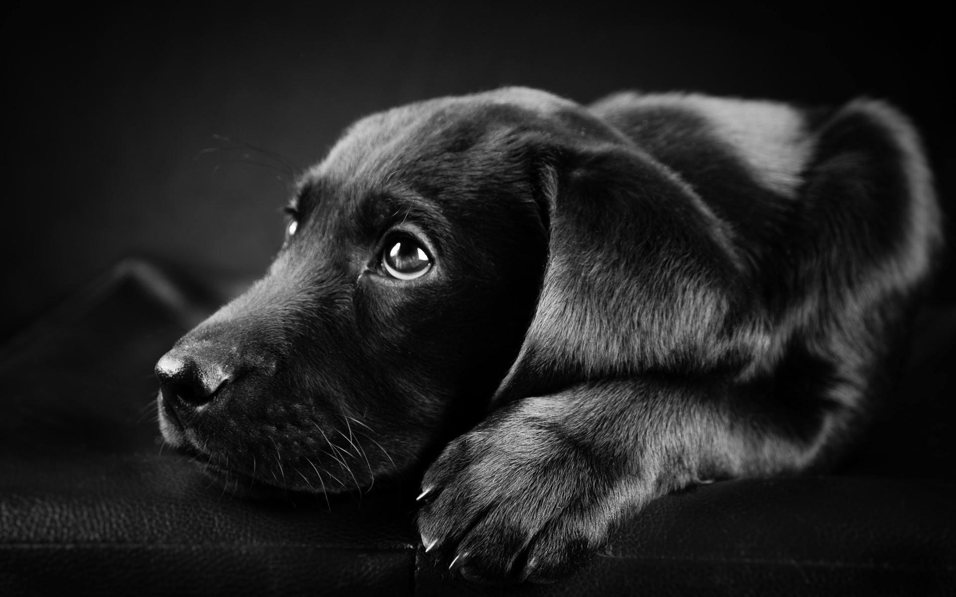 Black Labrador Wallpaper