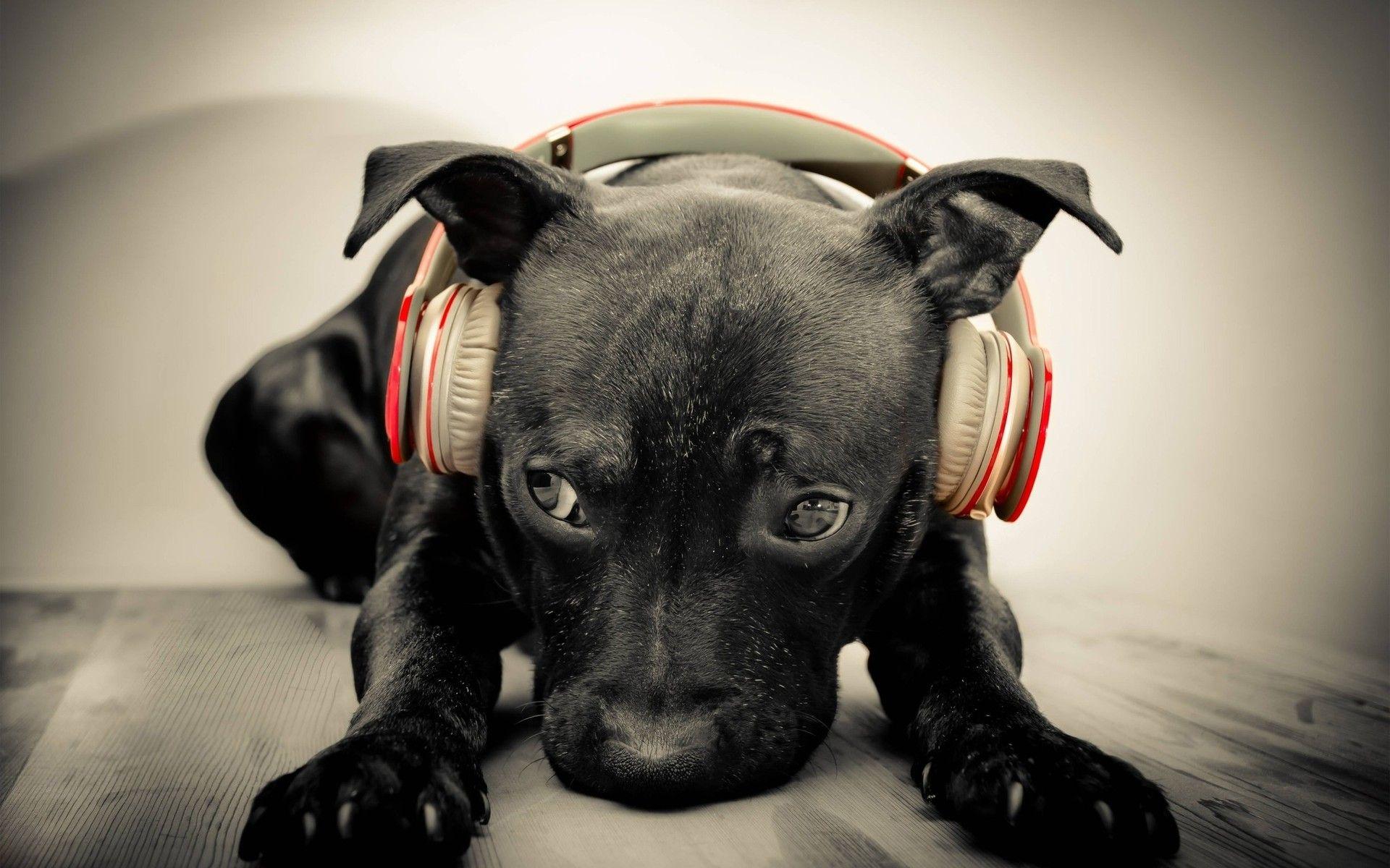 Let me introduce you: DJ Lab. The world's best #Labrador DJ!. We