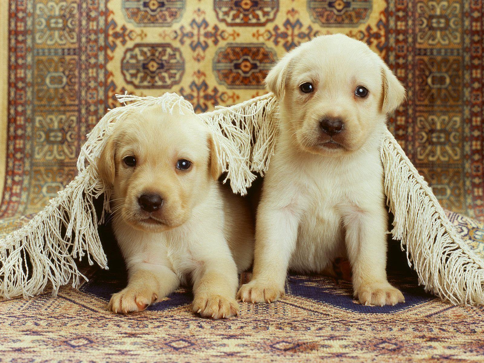 Beautiful Image. Beautiful Dogs Fashions For All 5. Animal Love