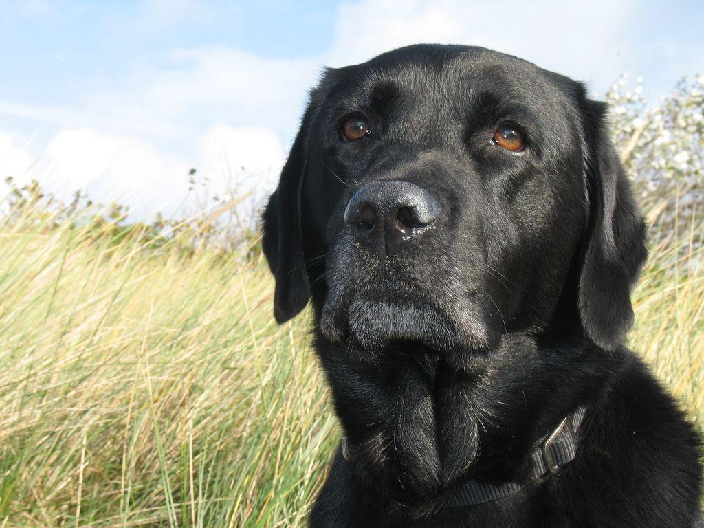 black lab artwork. Labrador (Lab) Retriever Wallpaper, Picture