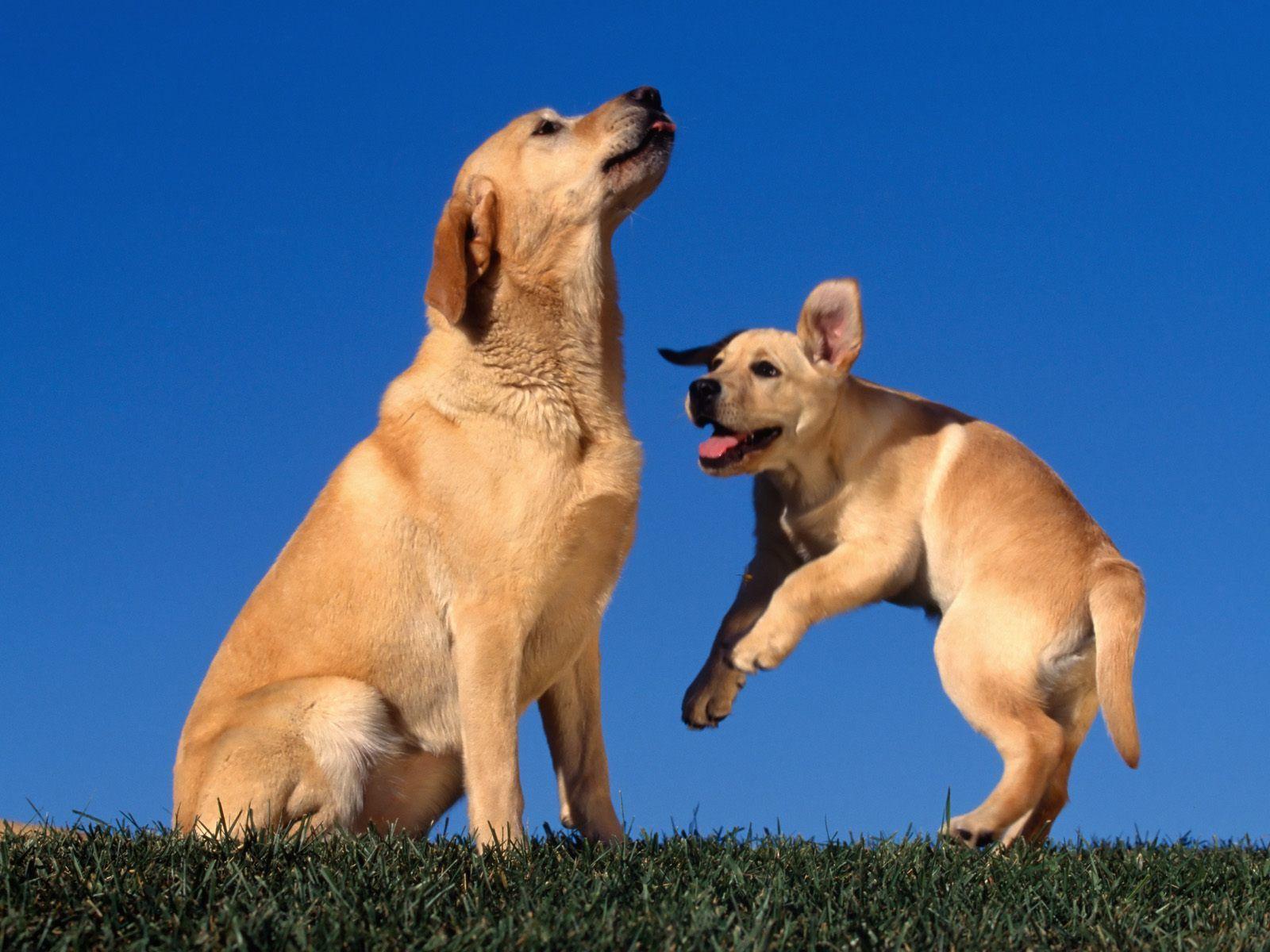 Free Playing For Mom Yellow Labradors Wallpaper Mobile