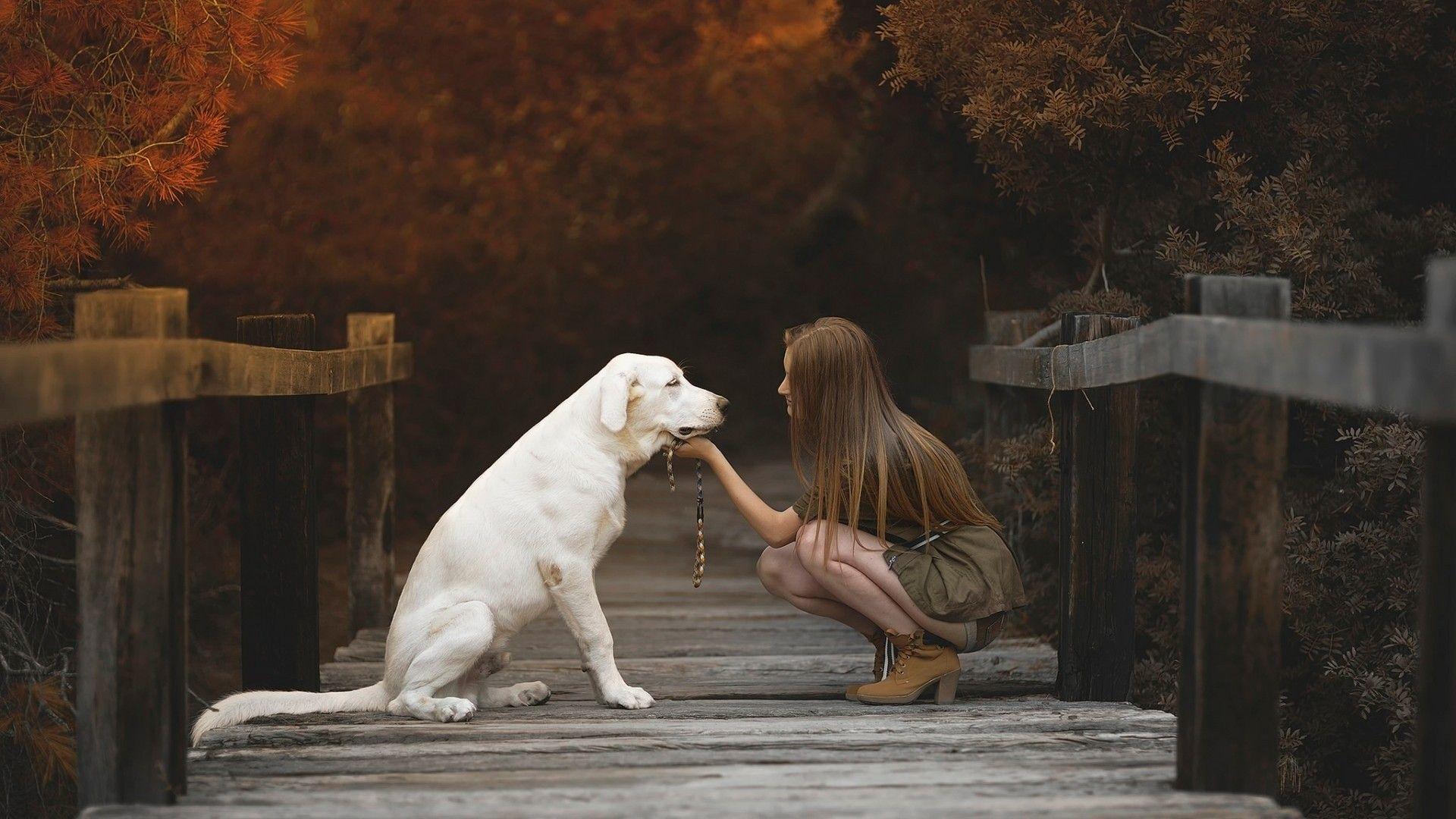 Labrador Retriever With Cute Girl. Animals HD 4k Wallpaper