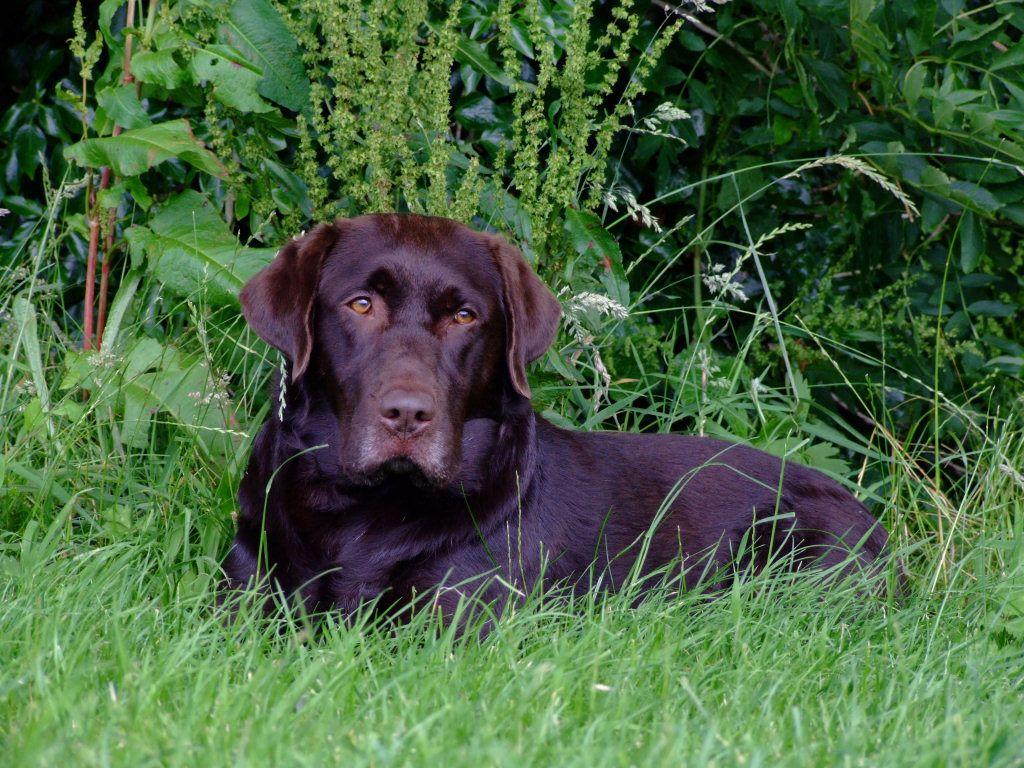 This looks a little like Holly. DOGS!. Chocolate