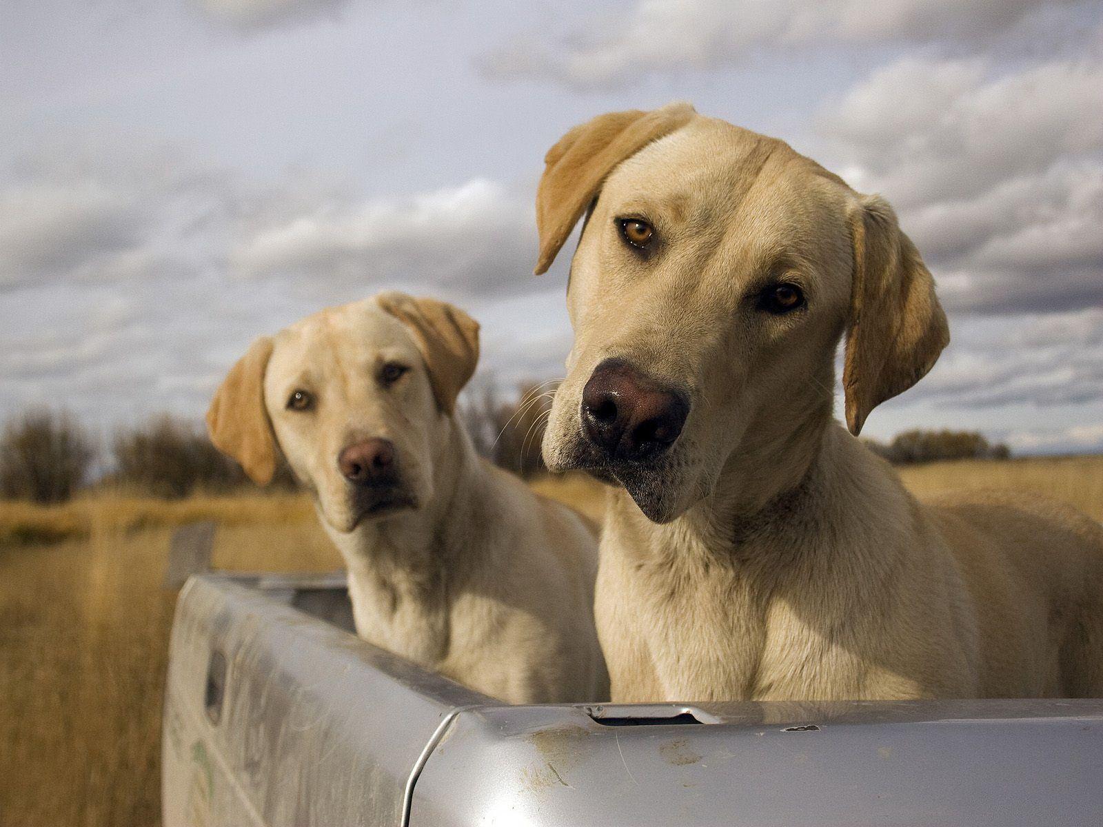 Lovely, Labrador, Retriever, Dog, High, Resolution, Wallpaper