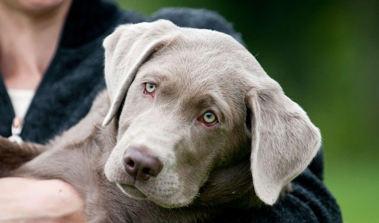 Silver Lab Facts About Silver Labrador Retrievers