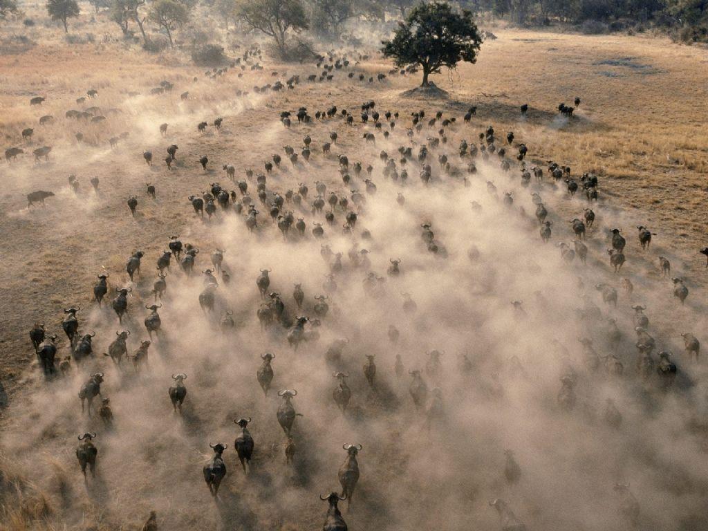 Animals: Aerial View Of A Herd Of African Buffalo, Botswana