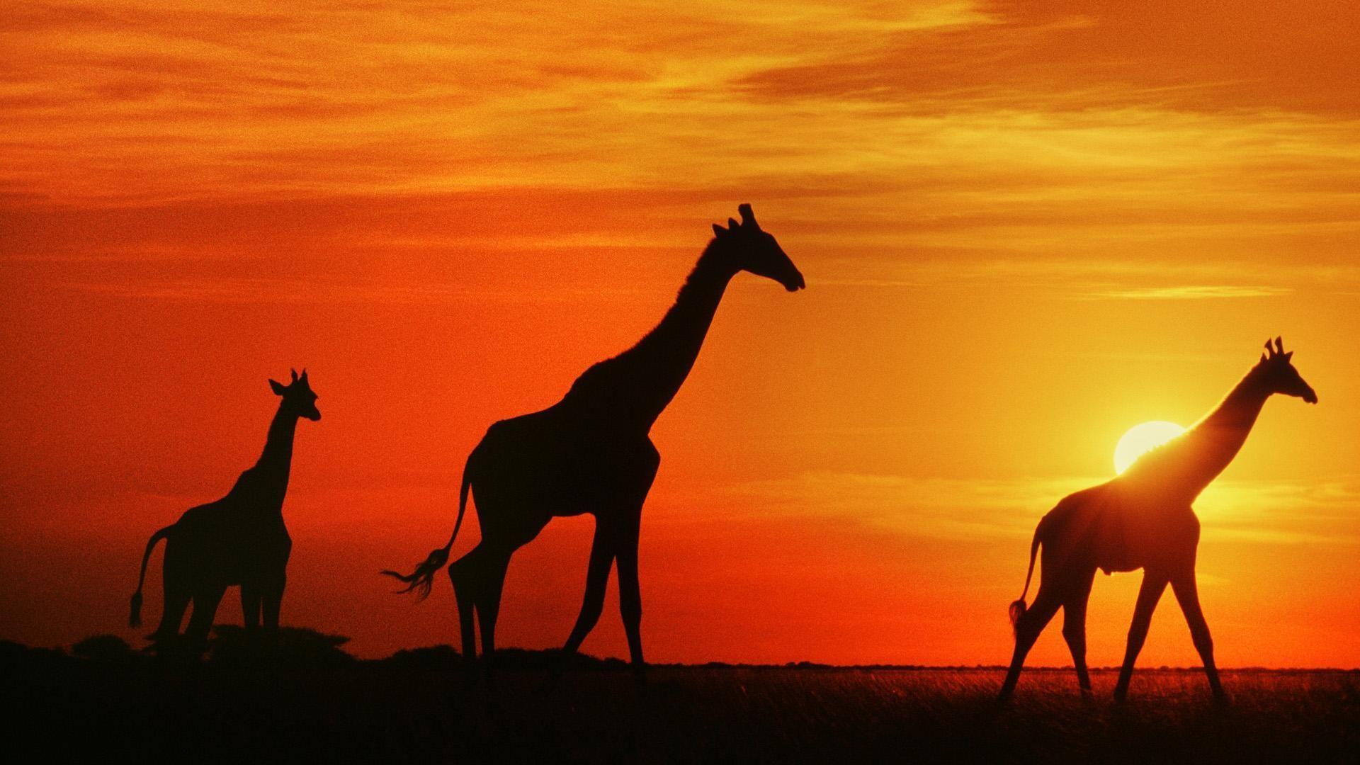 wallpaper Giraffes At Sunset, Botswana HD, Widescreen, High