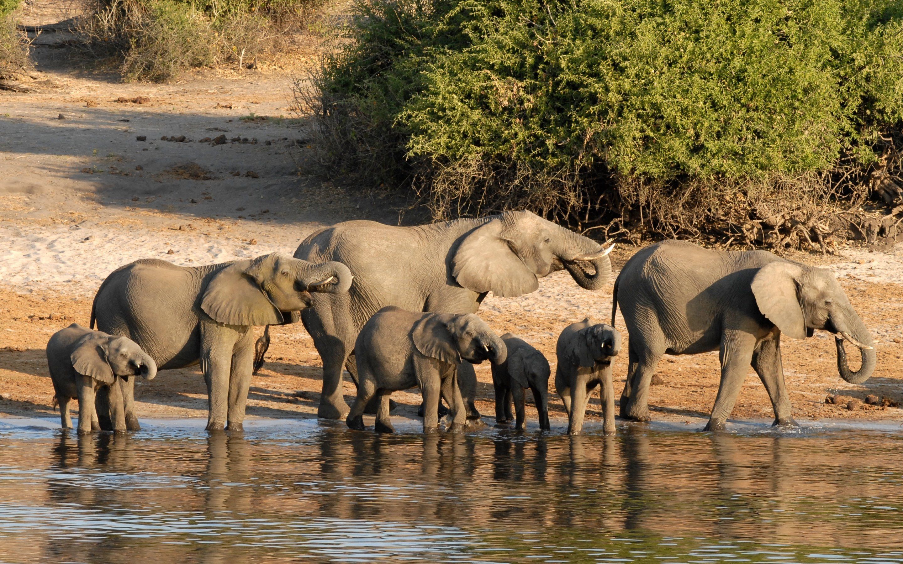 Family of Elephants in Botswana. HD Wallpaper · 4K