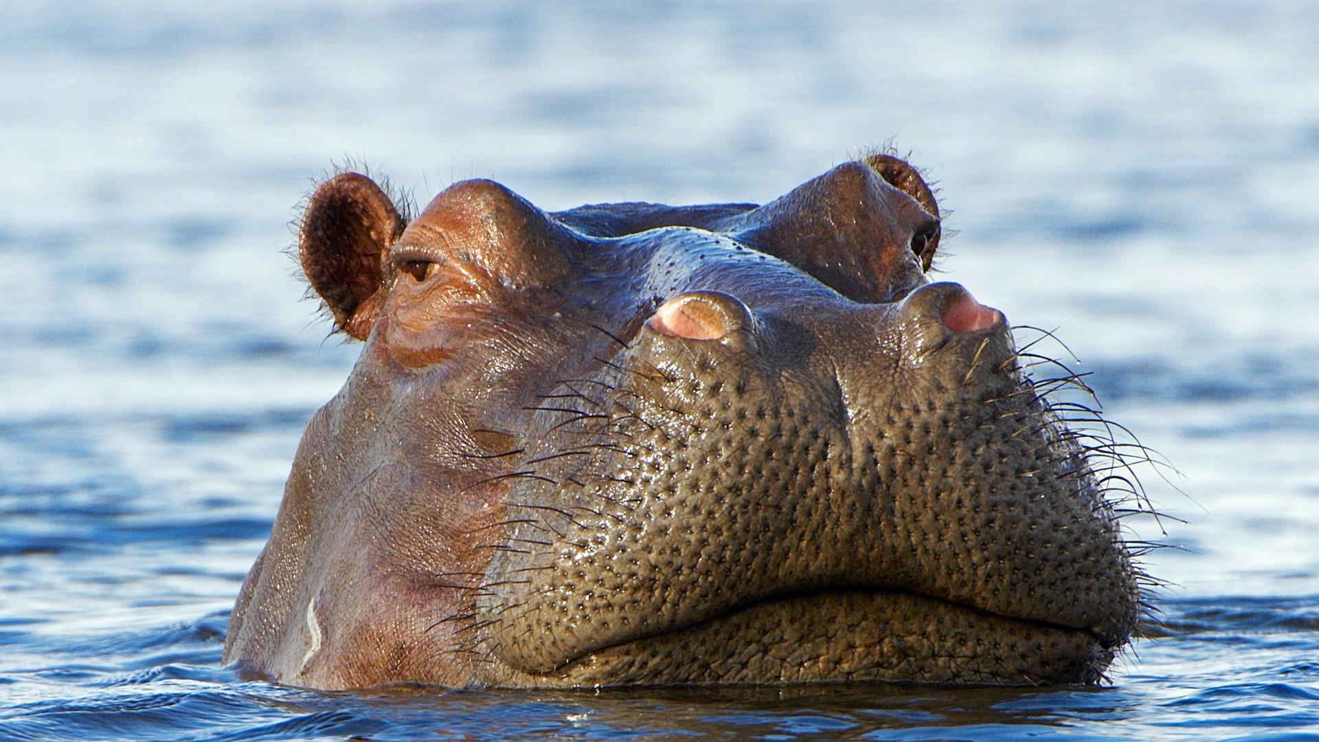 Hippo In The Water Delta, Botswana, Africa Wallpaper