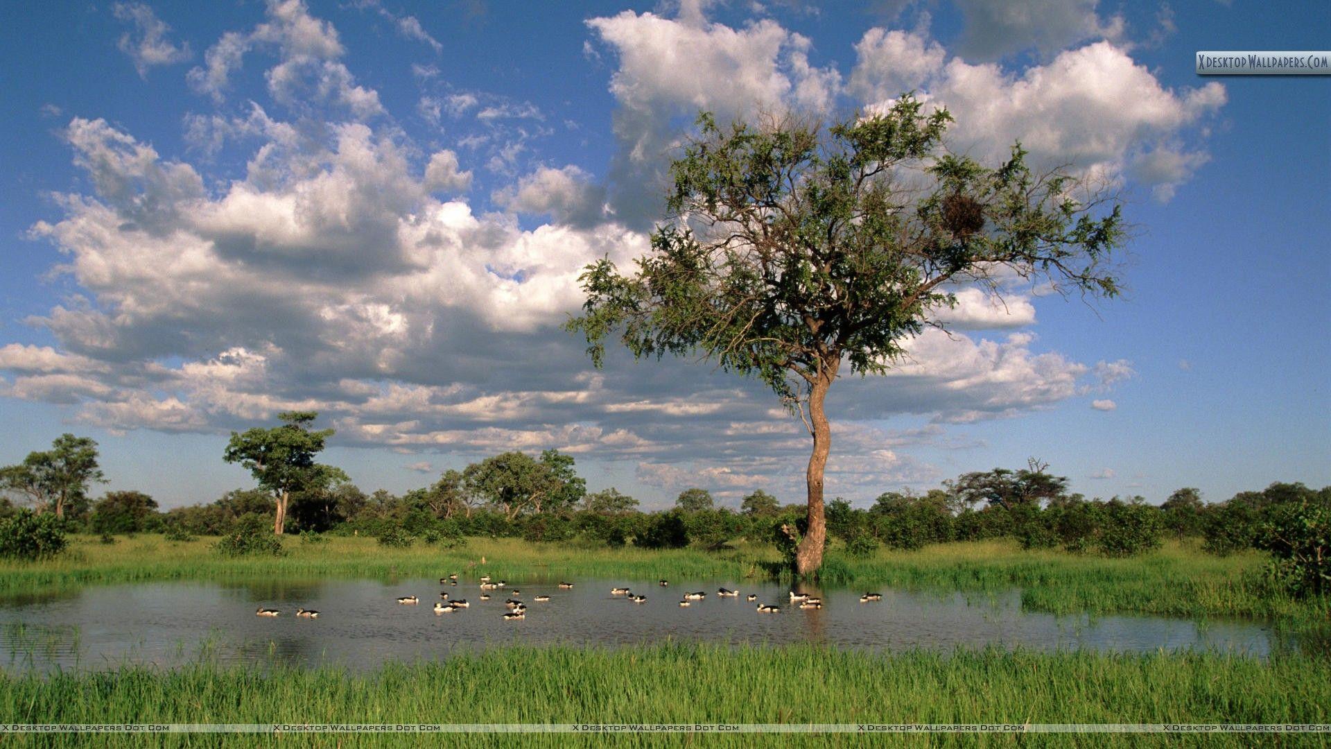 Comb Ducks on Lake, Savute Chobe National Park, Botswana Wallpaper