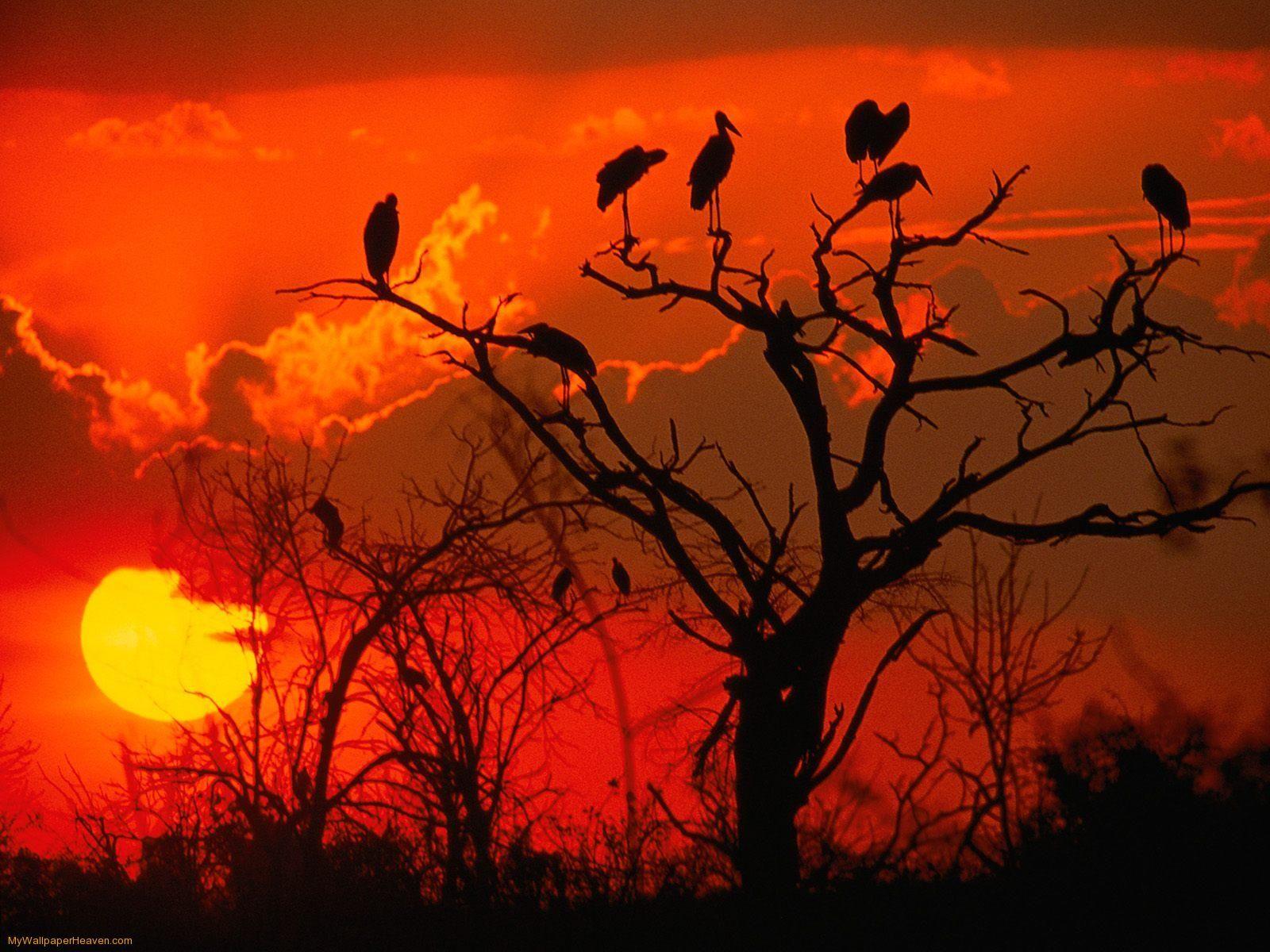 photos of africa. Download Nature Scenes wallpaper, 'Botswana