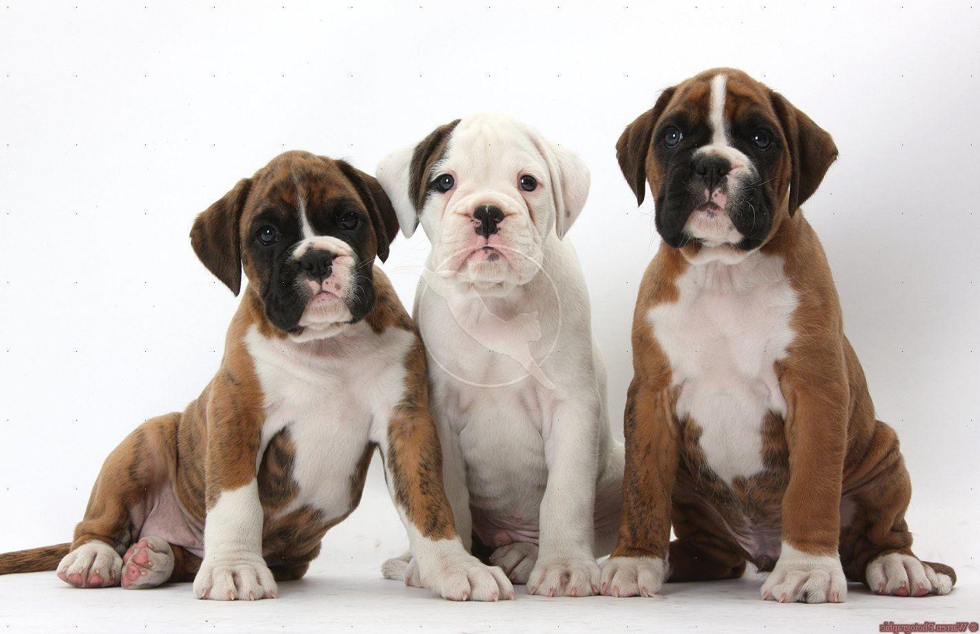 Boxer Puppies Desktop Wallpaper