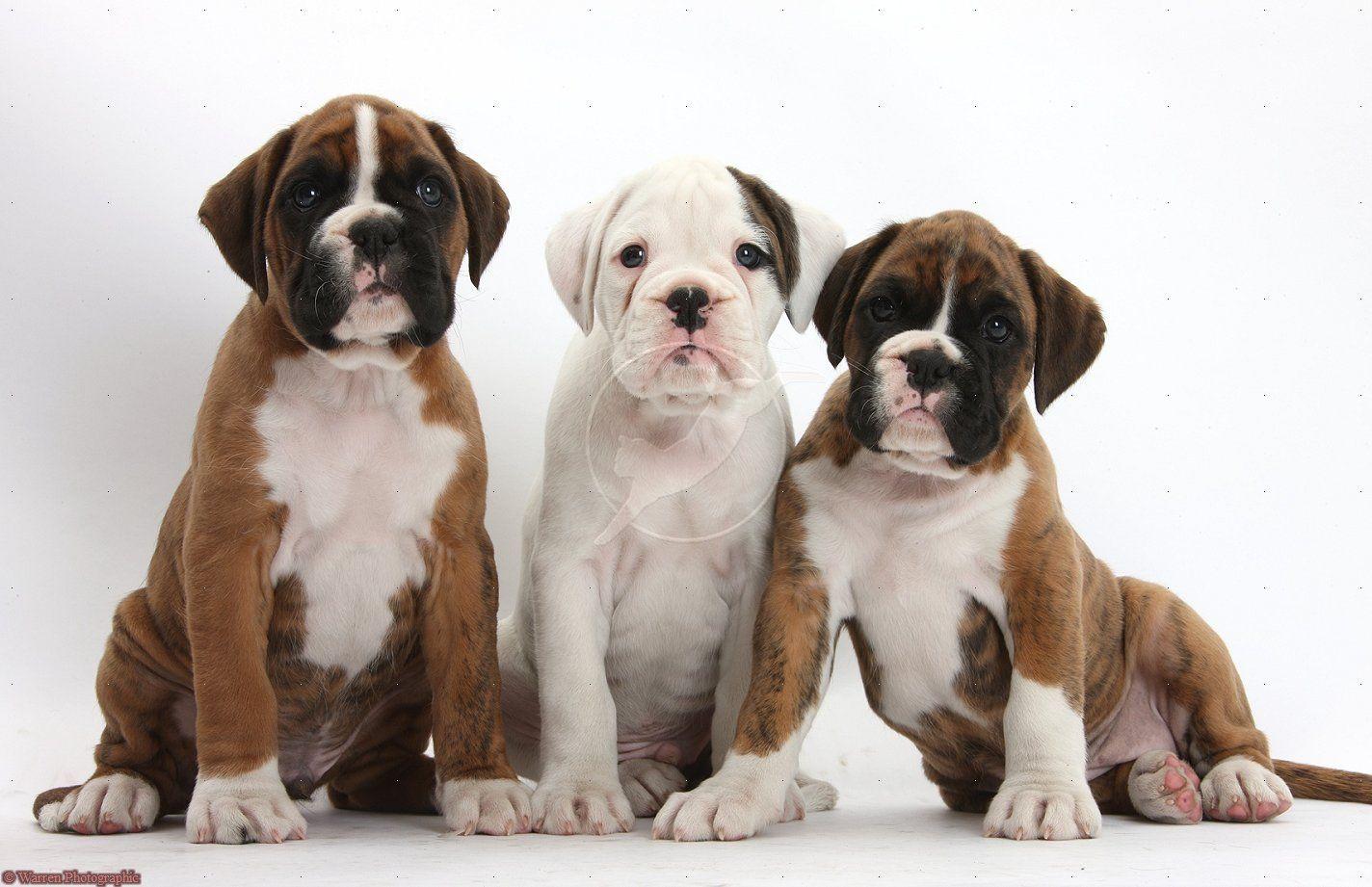 Boxer Puppies Wallpaper