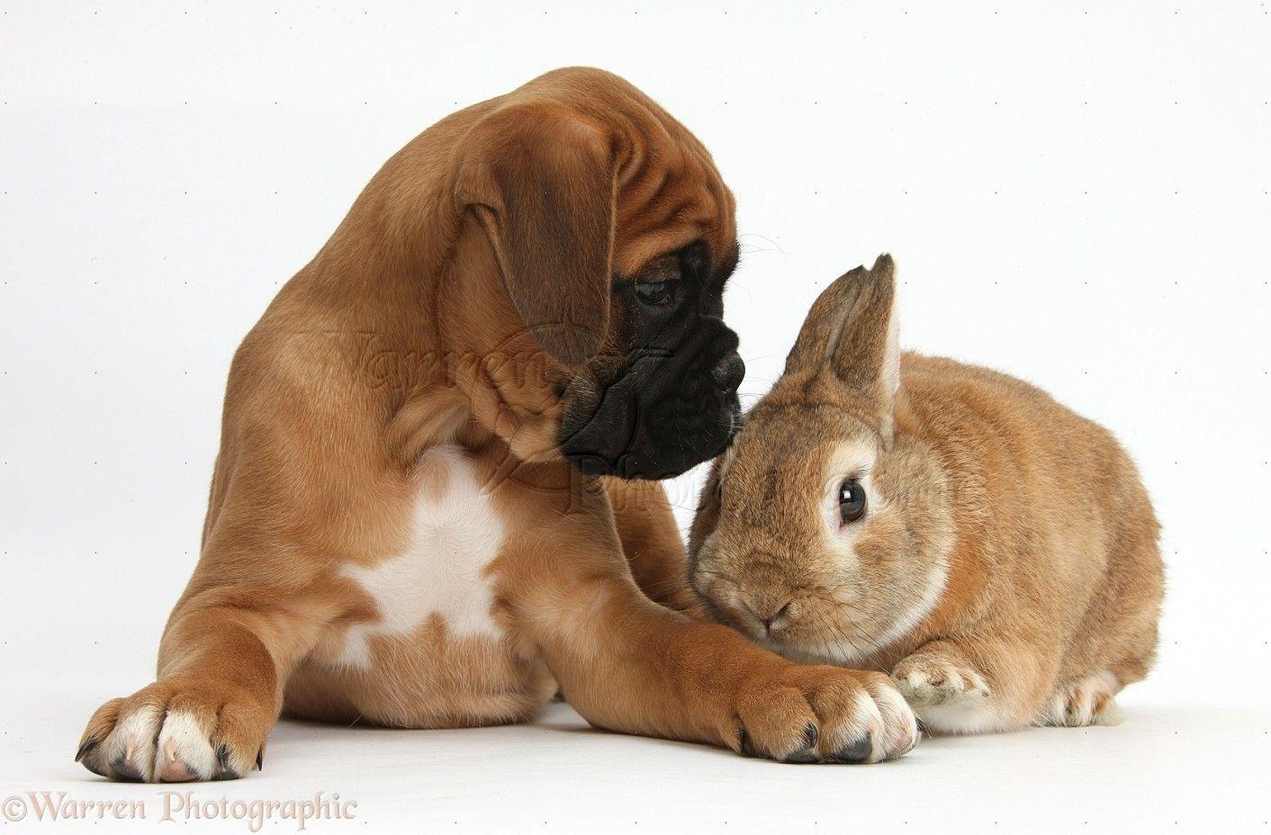 Pets: Boxer puppy and rabbit photo