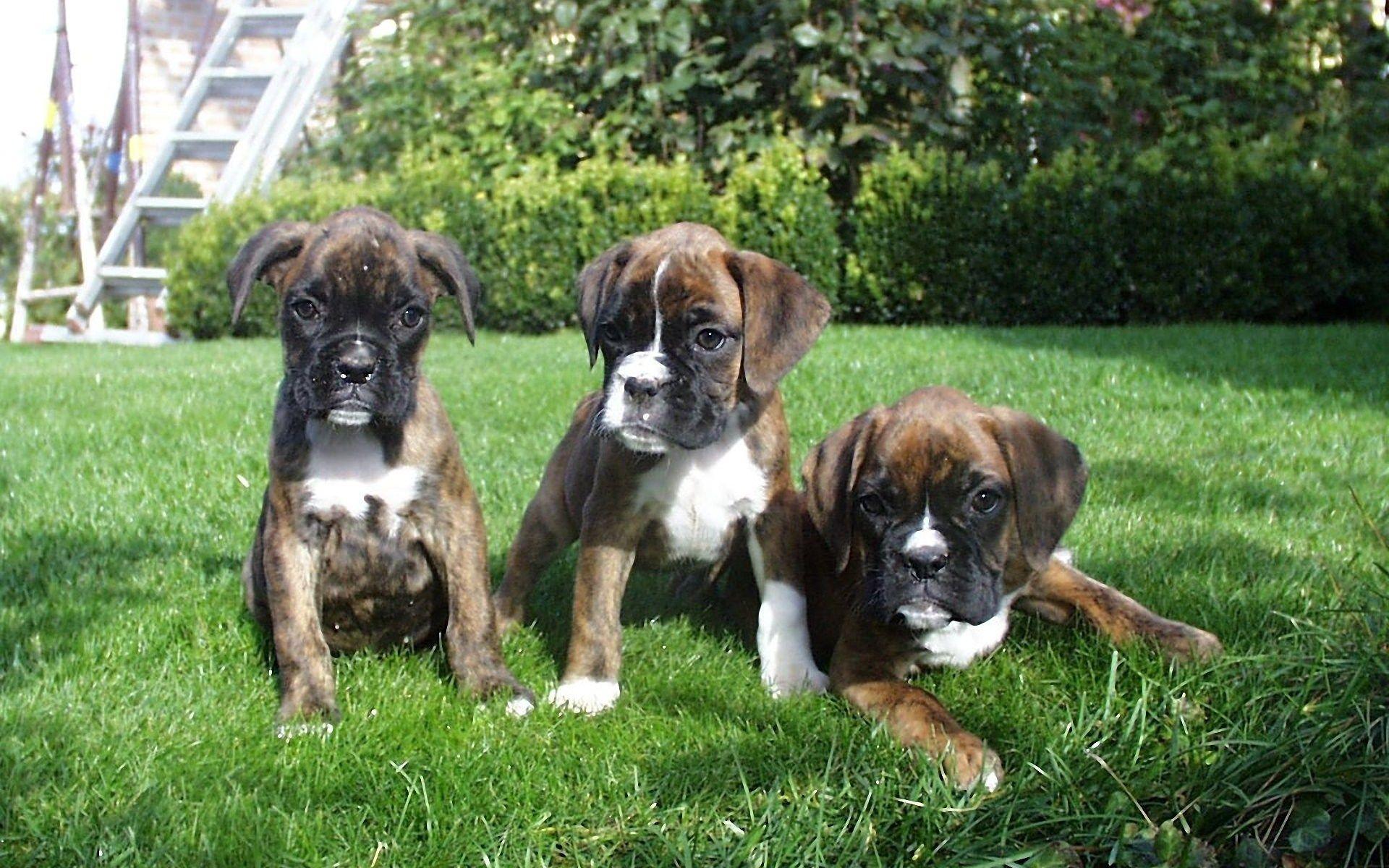 Boxer Puppies HD Wallpaper