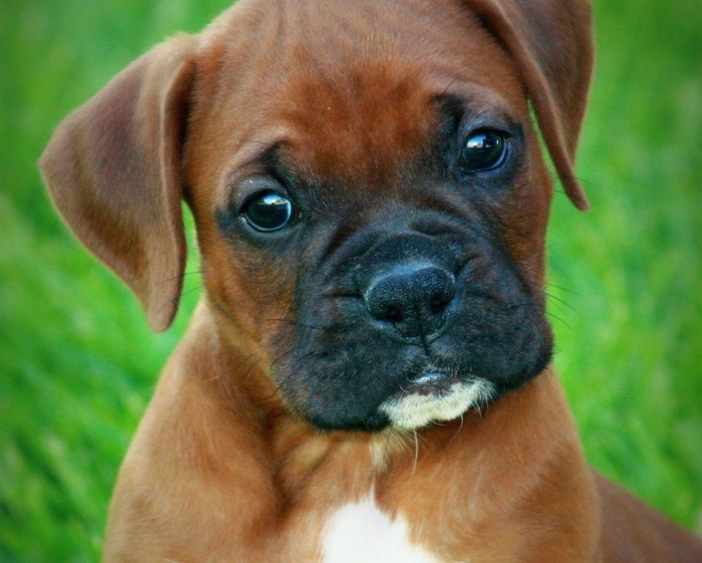 Buy Boxer Puppies For Sale In Belgium