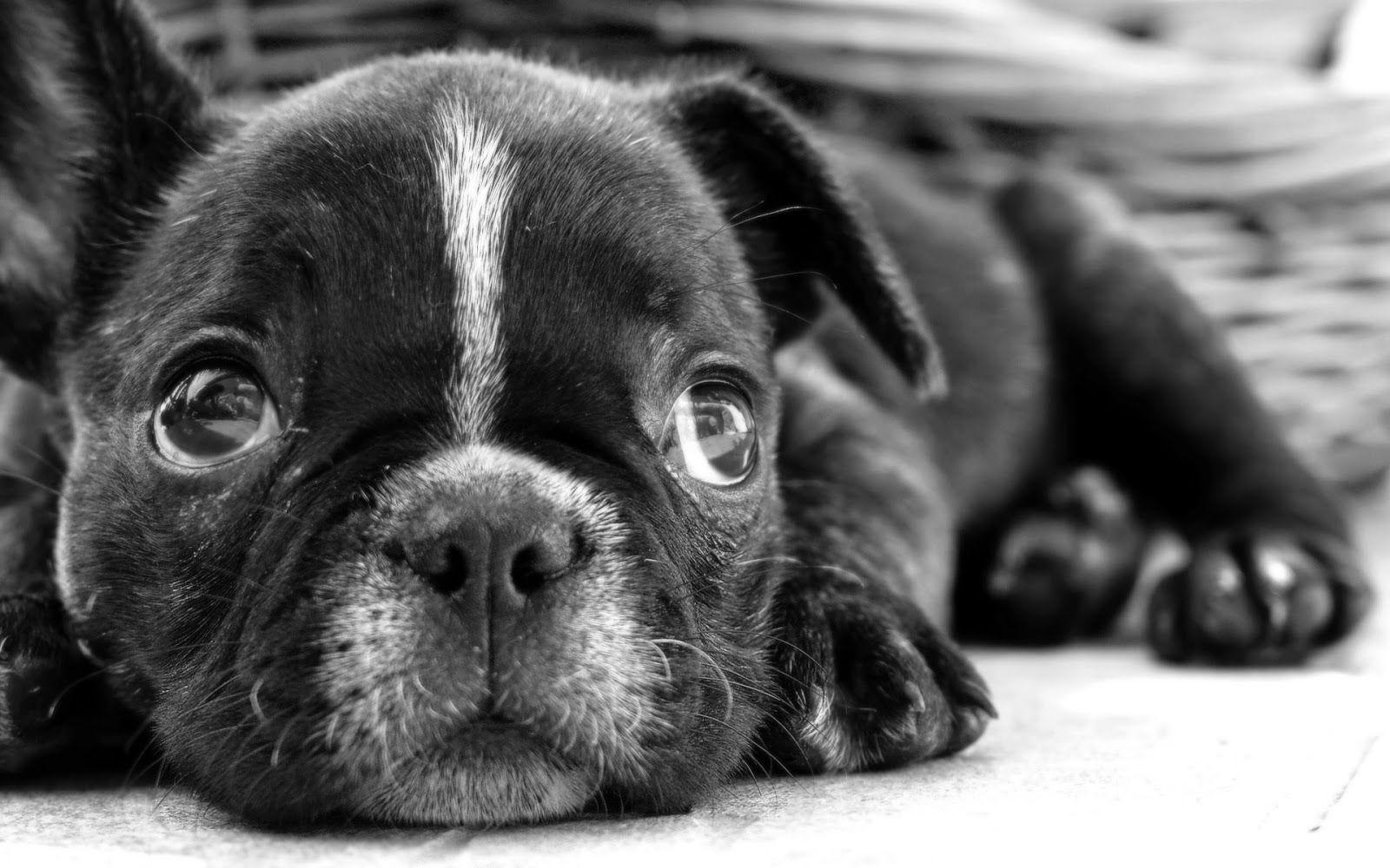 The dog in world: Black boxer puppy wallpaper so lovely with the sad eye