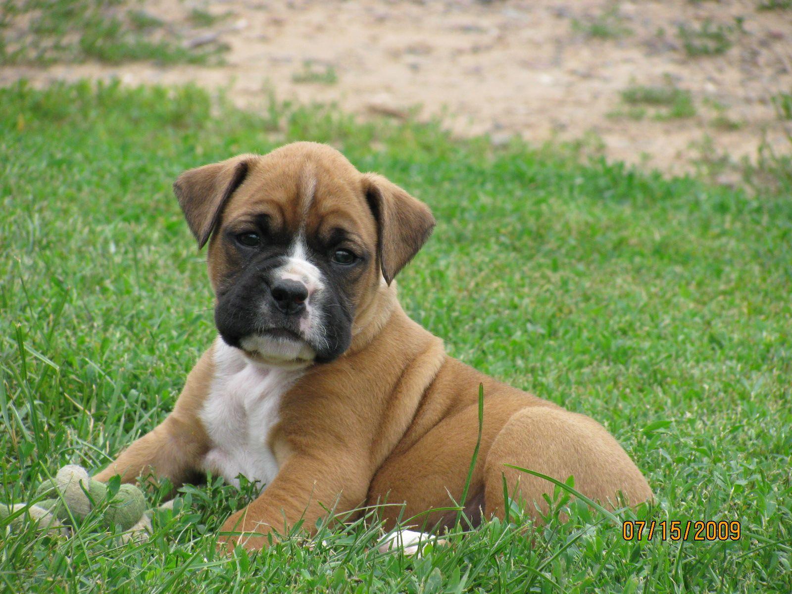 Boxer Puppies Wallpapers - Wallpaper Cave