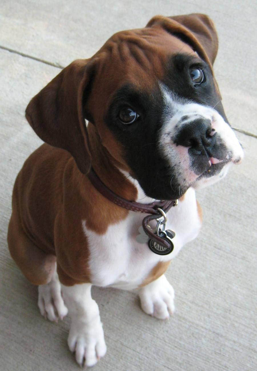 image about Boxer. Pets, Look at and Best dogs