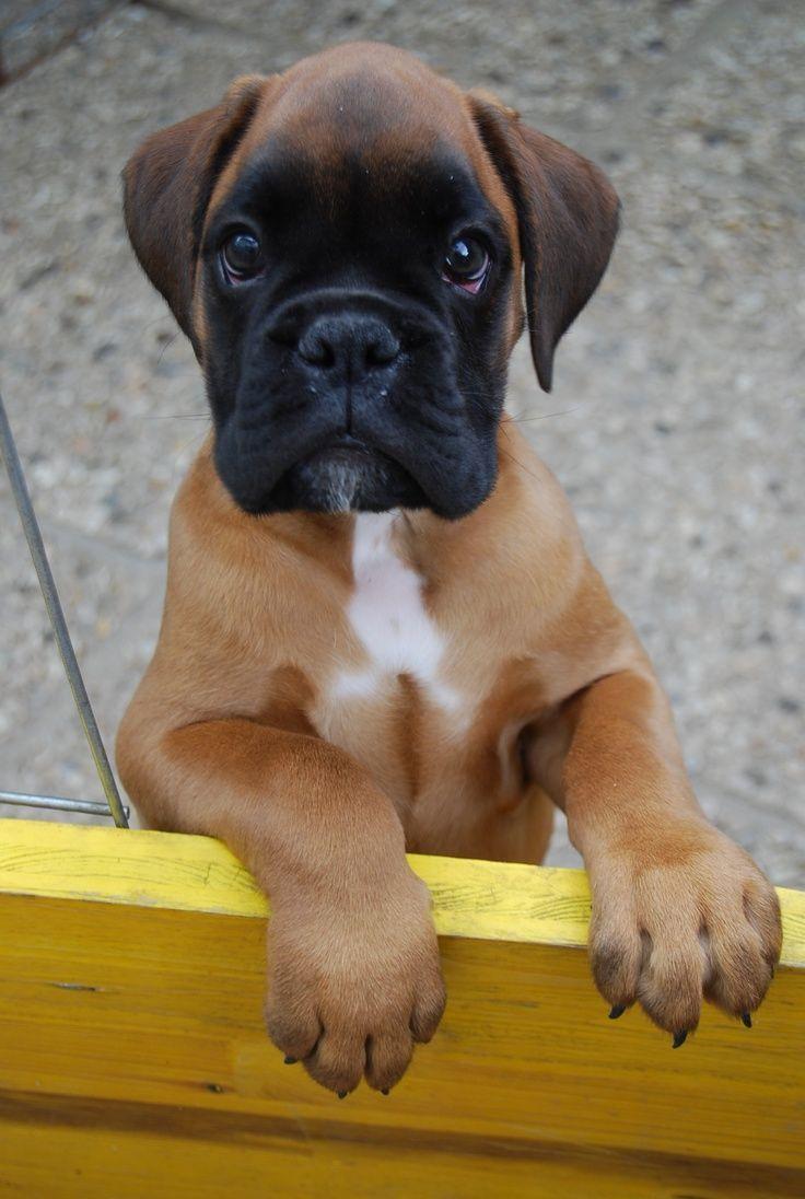 Boxer puppies ideas. Baby boxer puppies