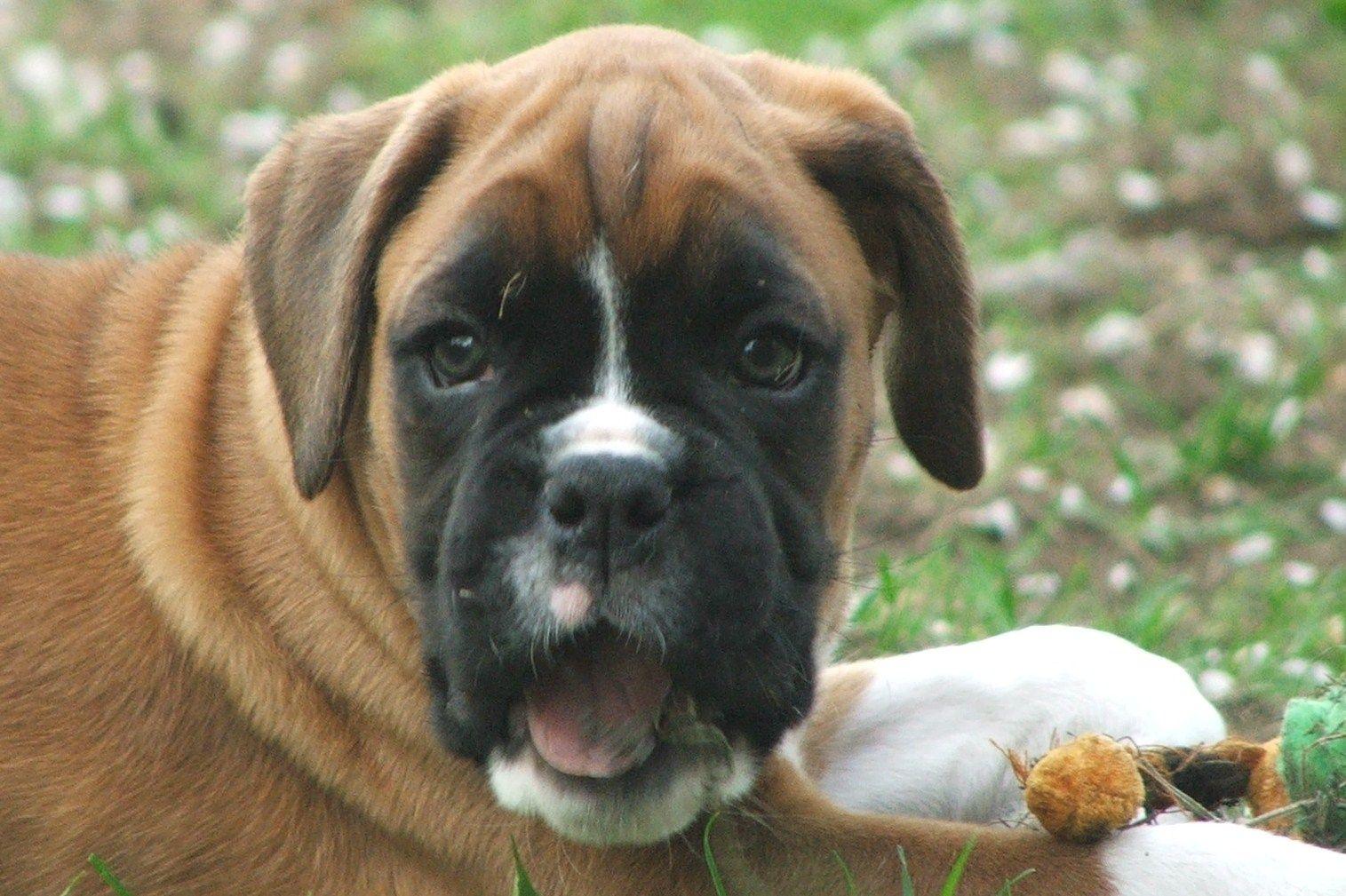 All Wallpaper: Boxer Dog Picture