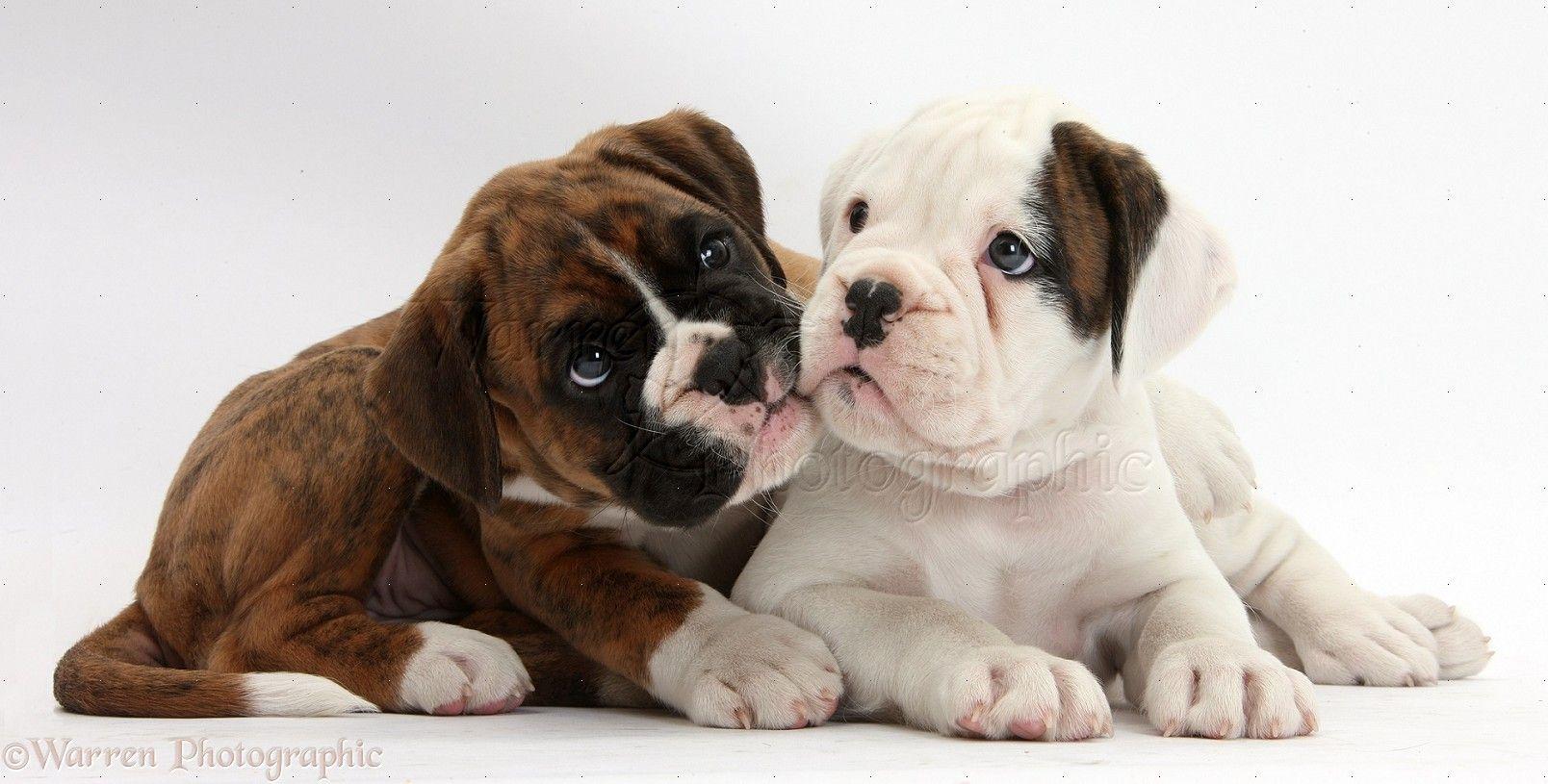 Dogs Two Boxer Puppies Lounging Photo Background On Picture HD