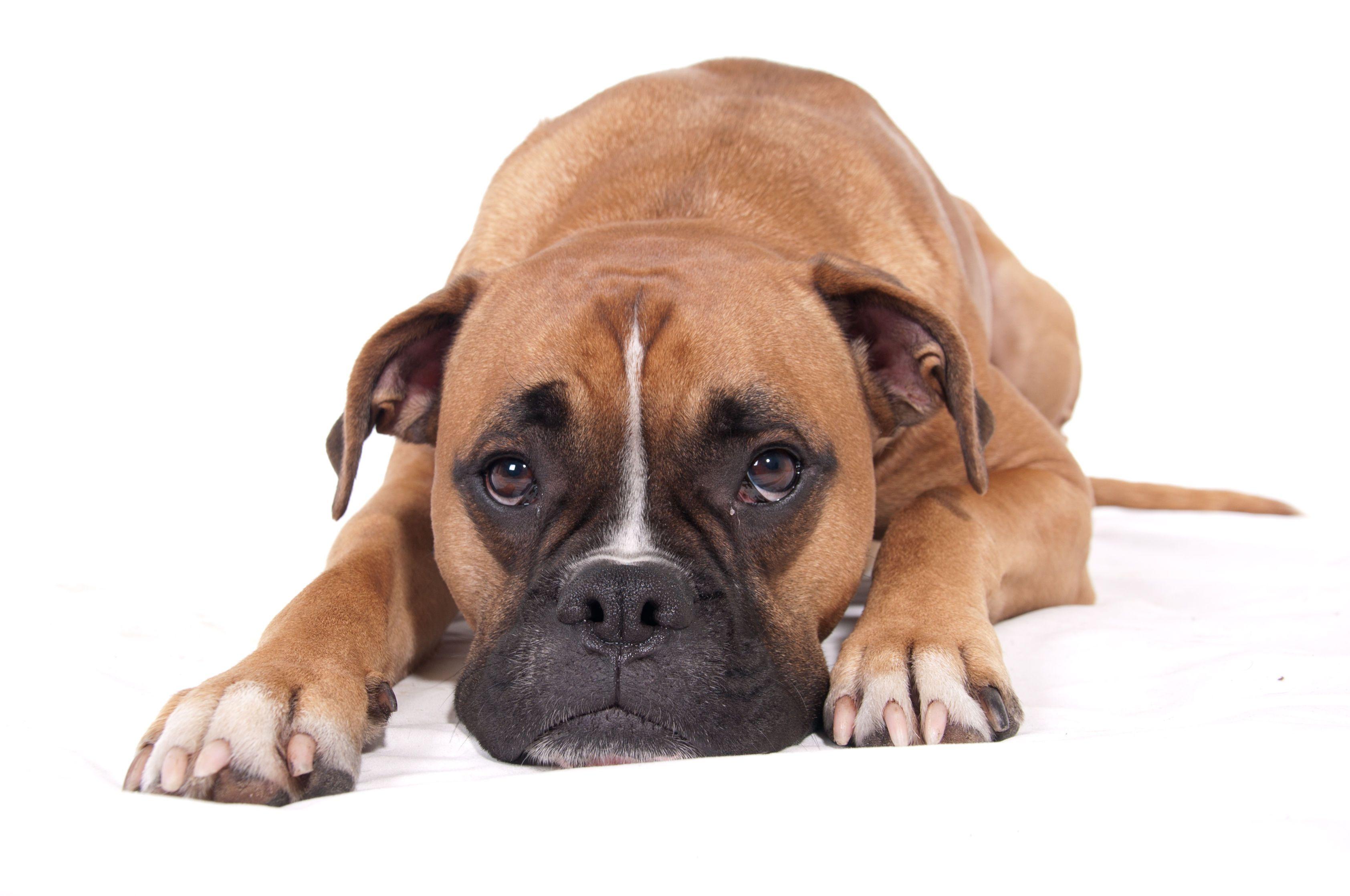 Background For Boxer Puppy Transparent Background