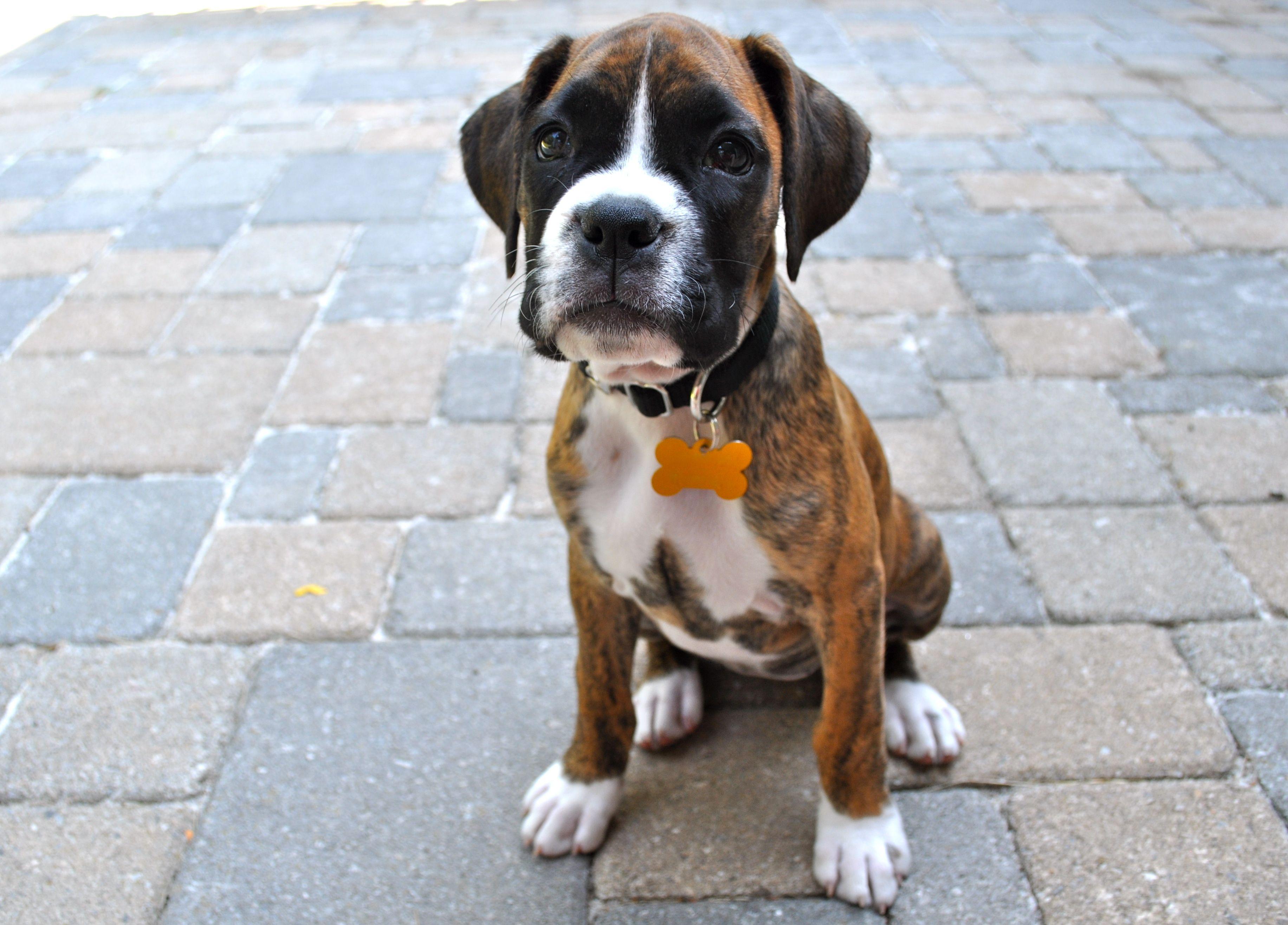 Boxer Puppies Wallpapers Wallpaper Cave