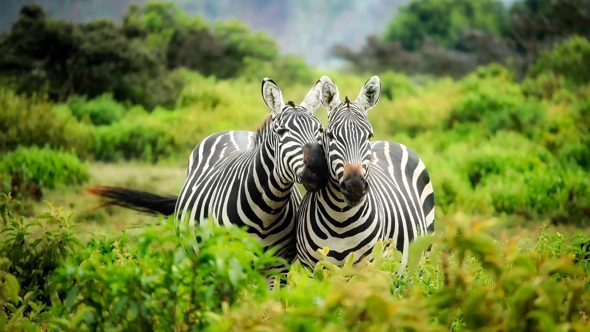 Zebras In Kenya Wallpapers