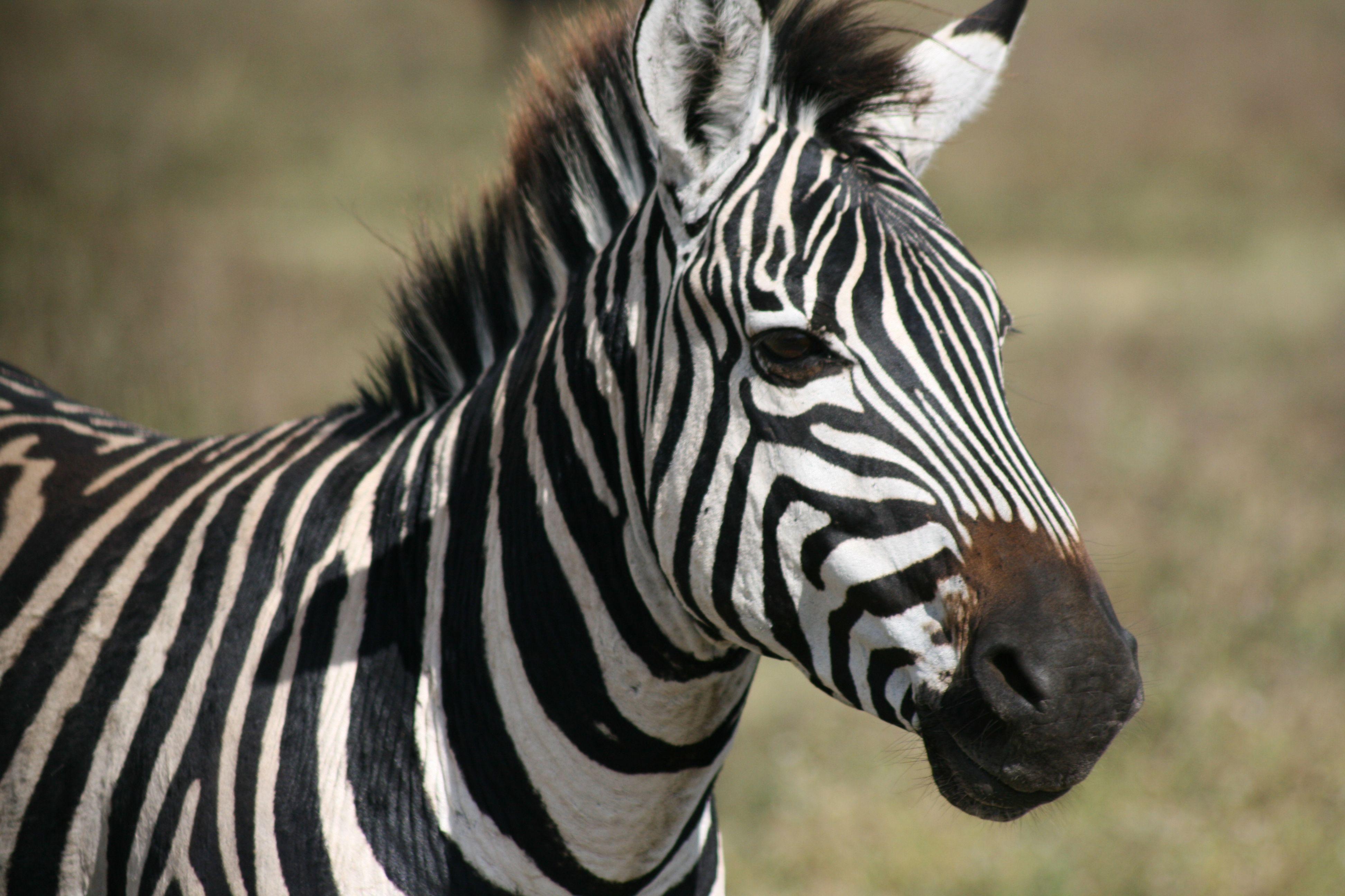 Zebra Pictures