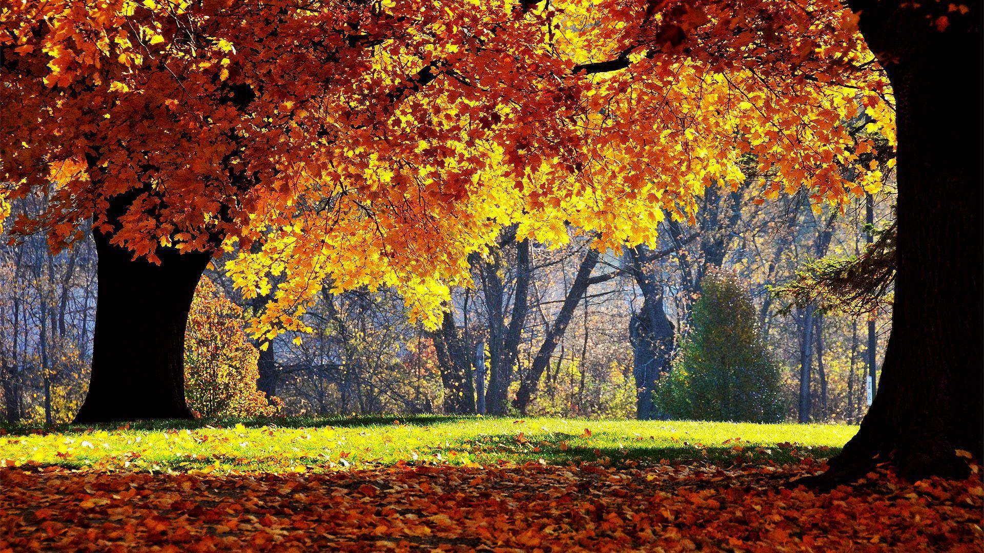 HD Wallpaper Autumn