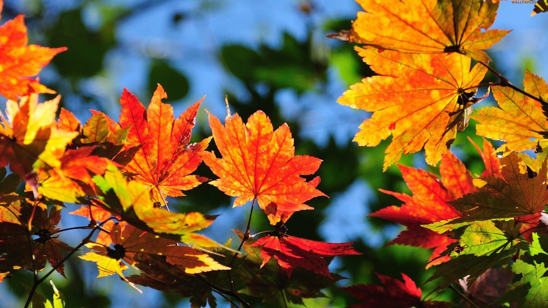 Misc: Crisp Autumn Leaves Season Nature Trees Wallpaper