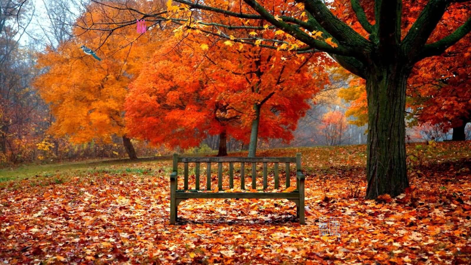 Beautiful First Day Of Fall Wishes Image And Photo