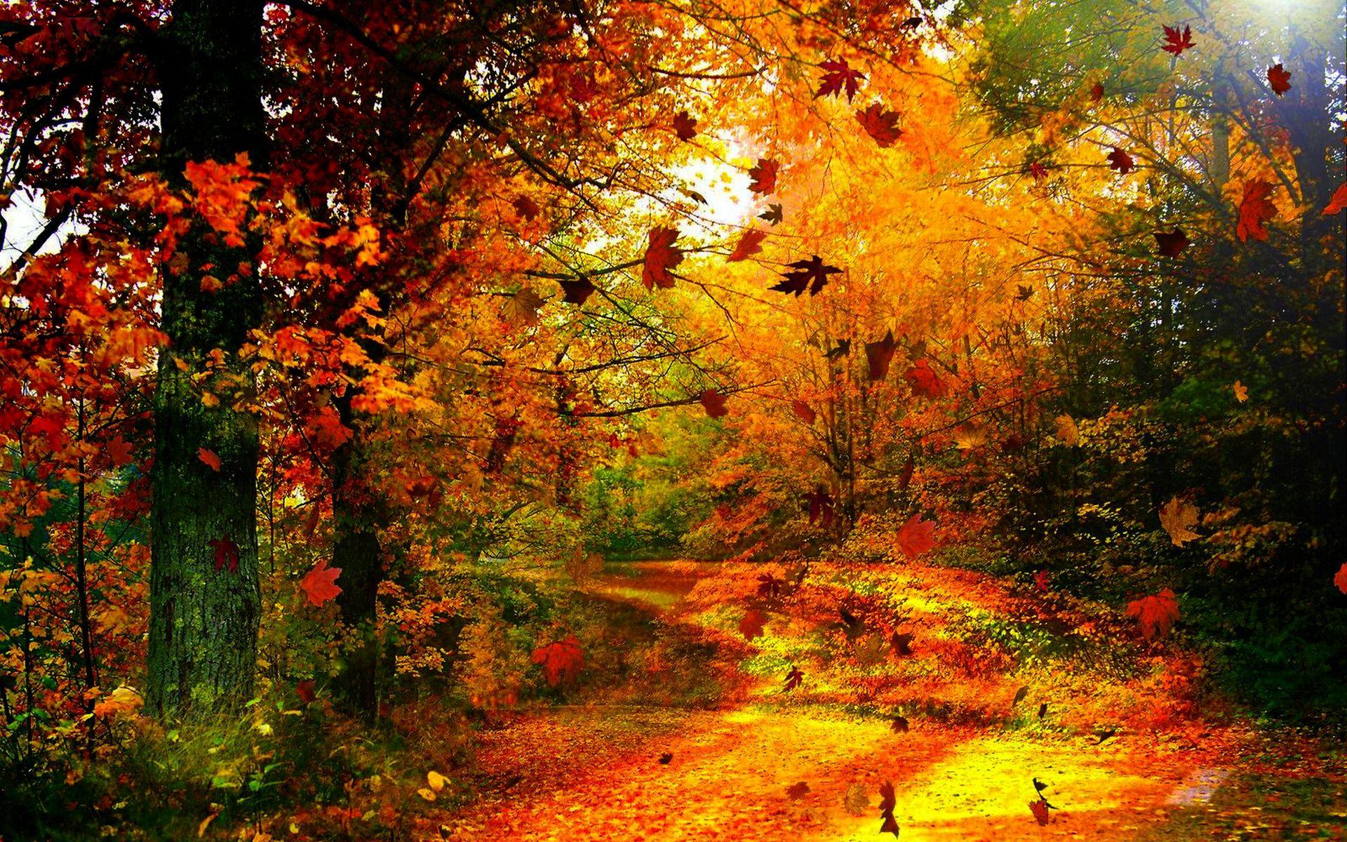Image detail for -Download Autumn Wind wallpaper 234630. Autumn