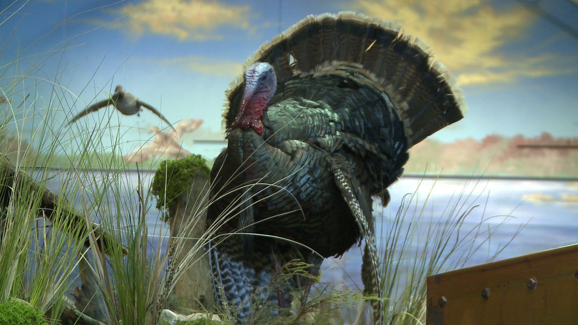 Wild Turkey Wallpaper