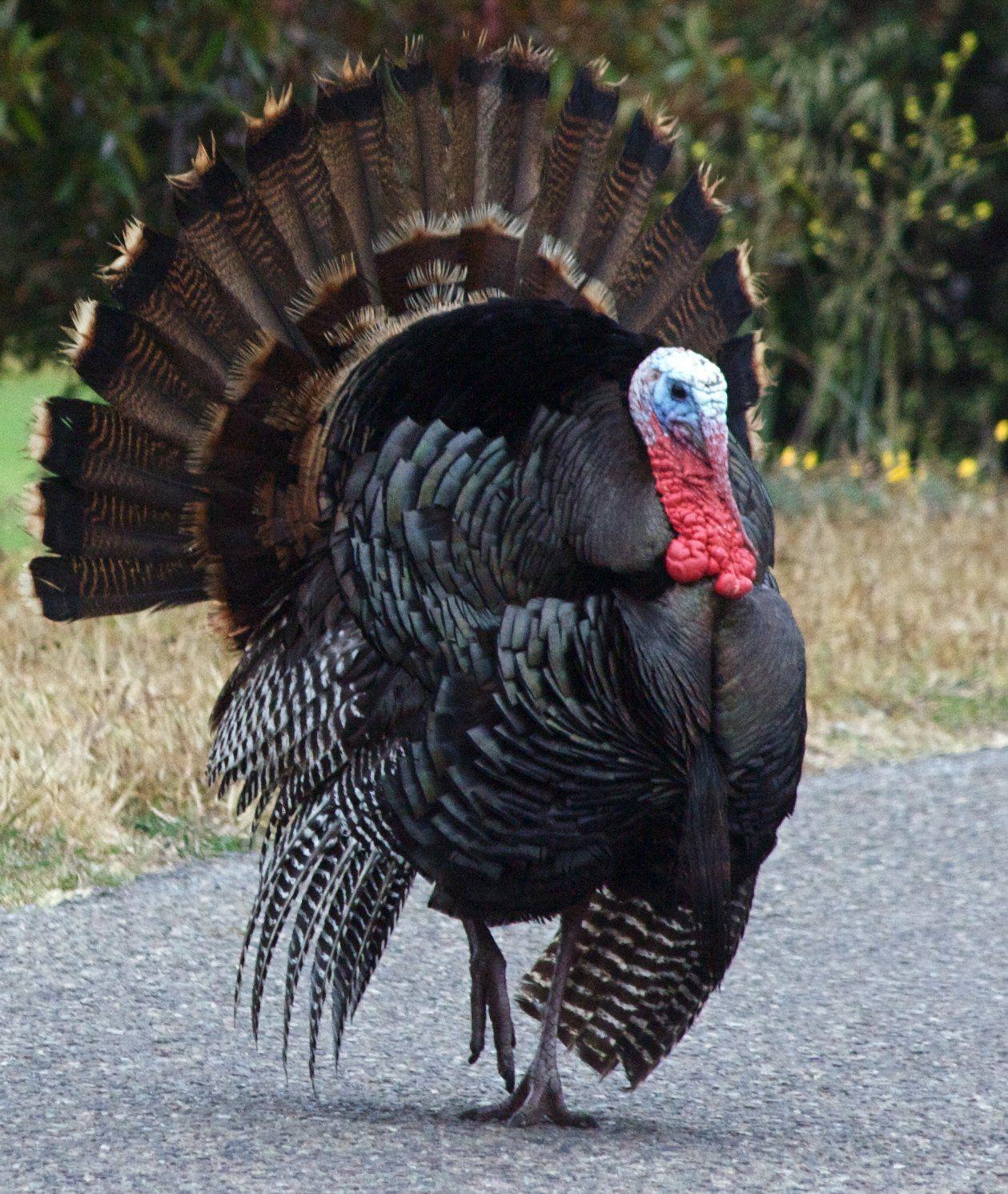 best Animals: Turkeys image. Wild turkey, Turkey