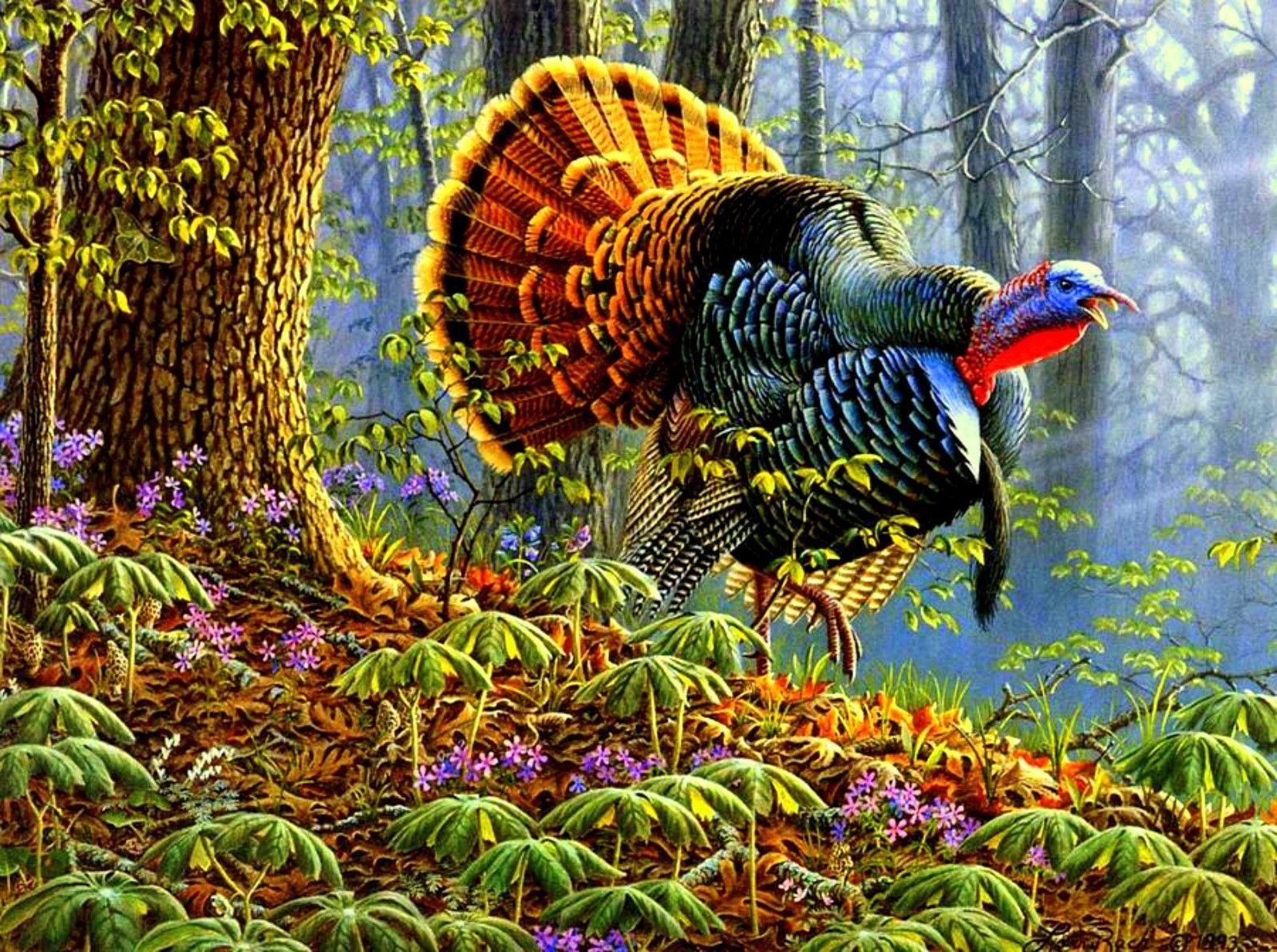 High Quality Turkey Wild Turkey Wallpaper