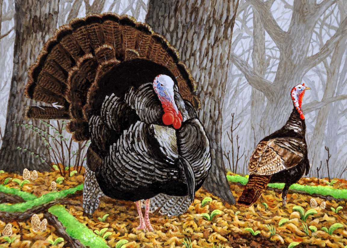 Turkey Bird HD Wallpaper