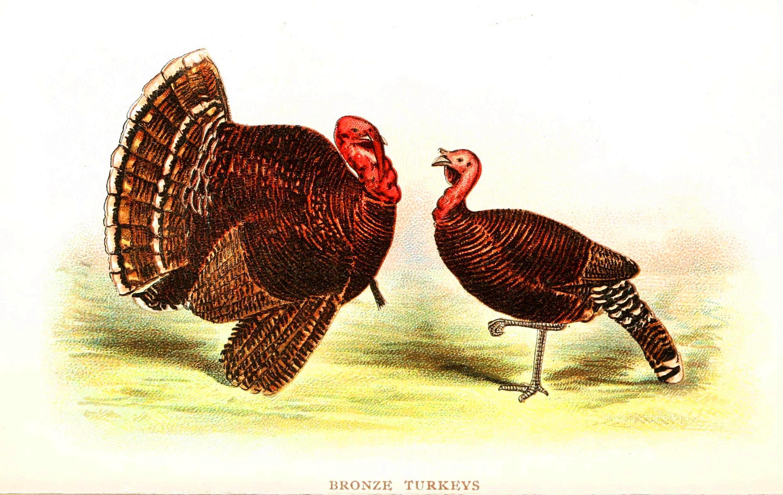 Turkey Bird Desktop Wallpaper