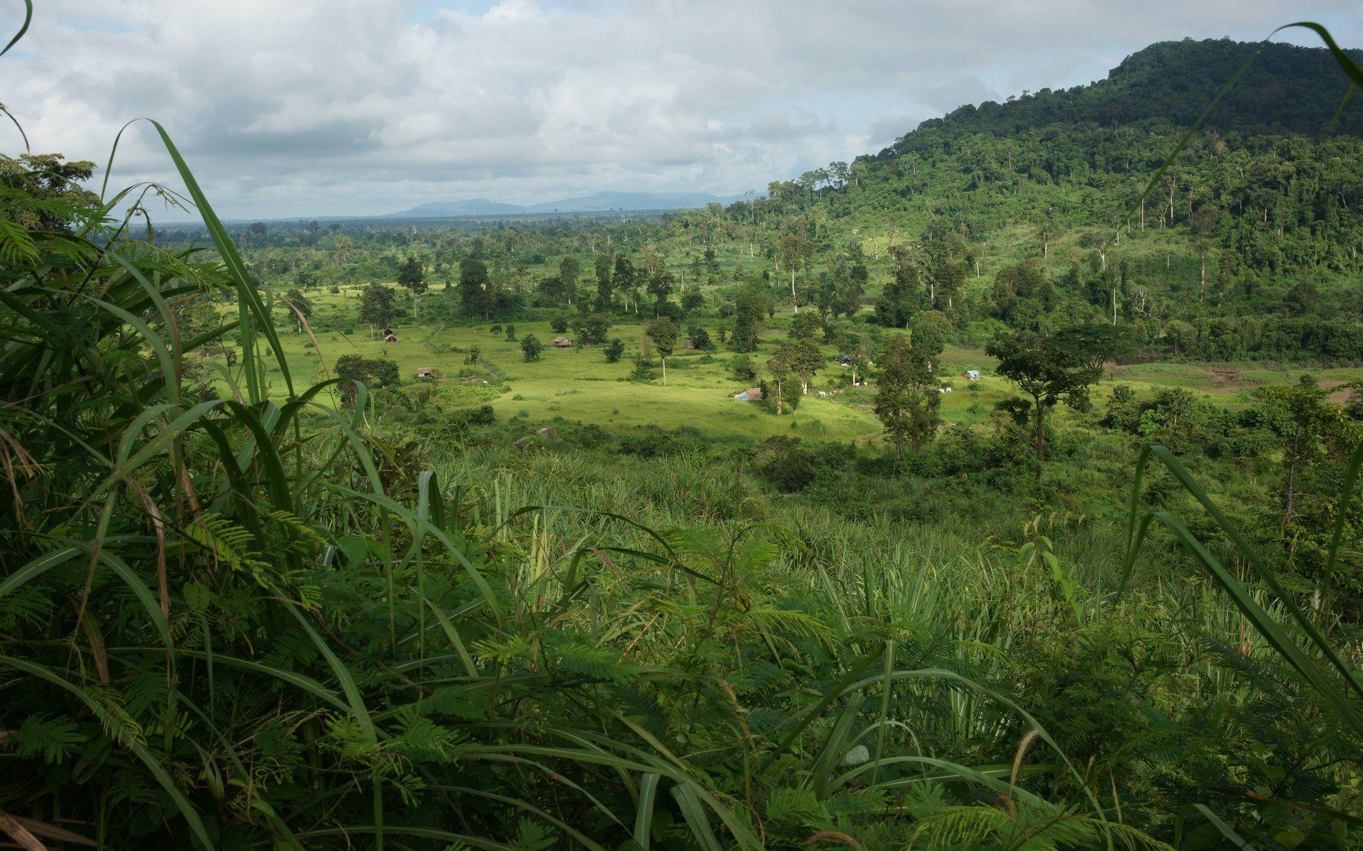Jungle Landscape