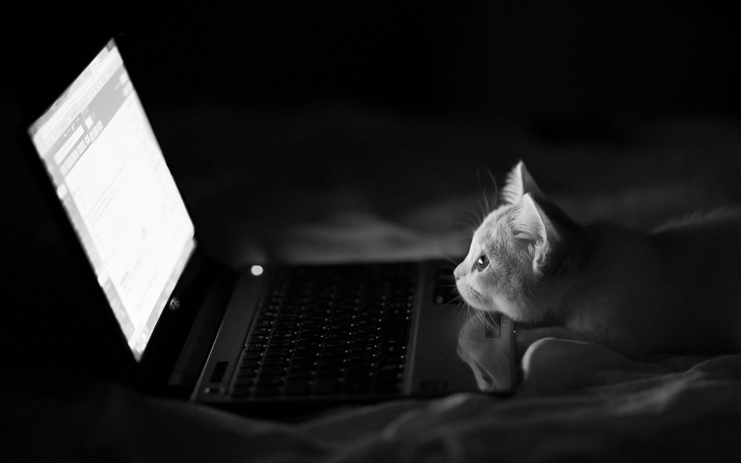 Computing Cat, Background, Picture, Photos, Laptop