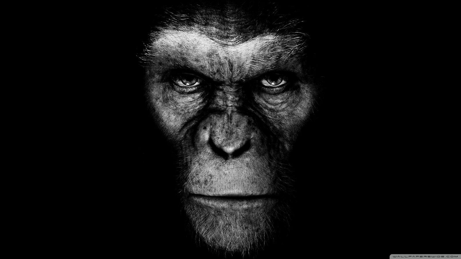 Rise of the planet of the Apes. HD desktop wallpaper