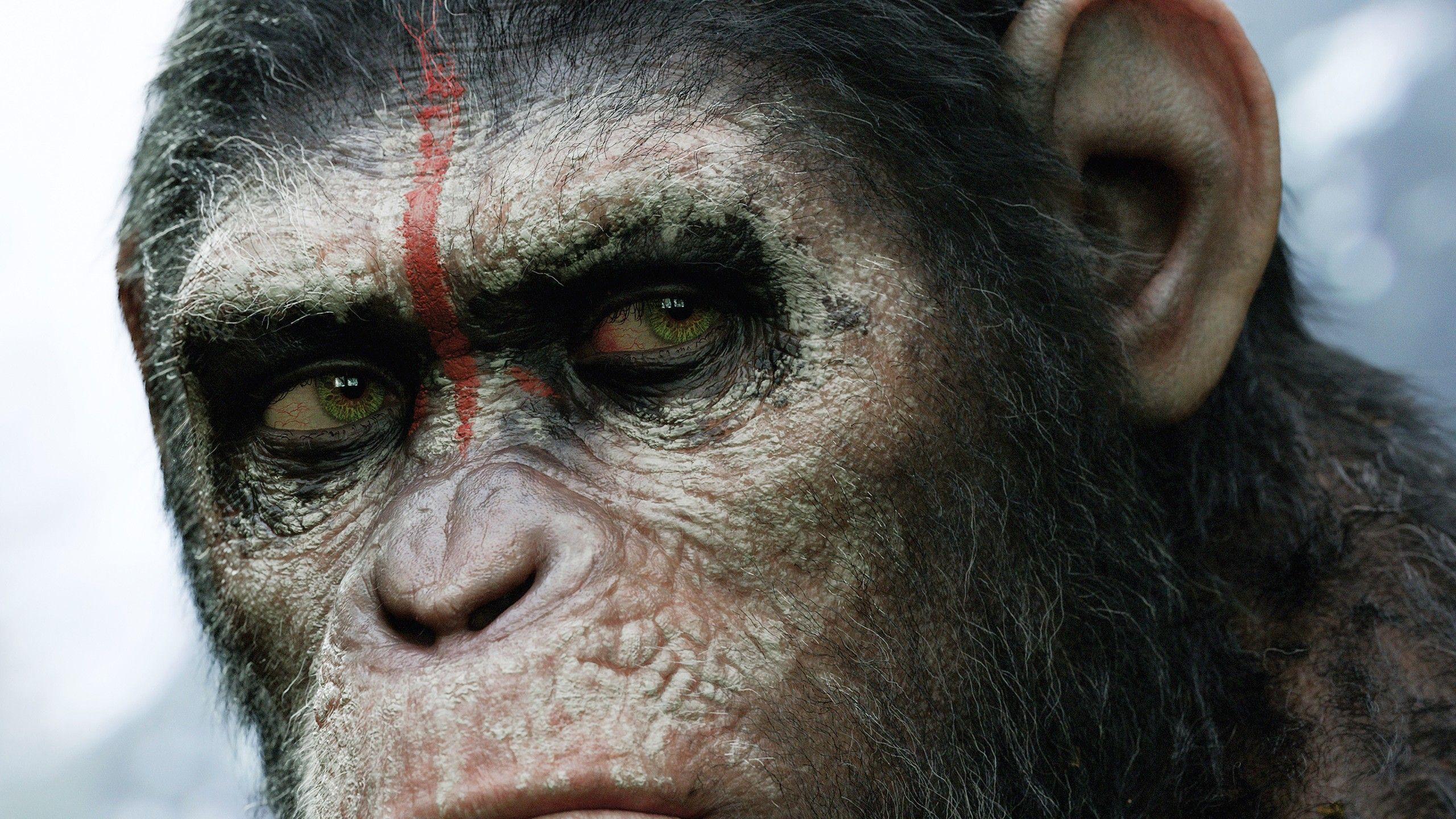 Dawn of the Planet of the Apes 2014 Wallpaper