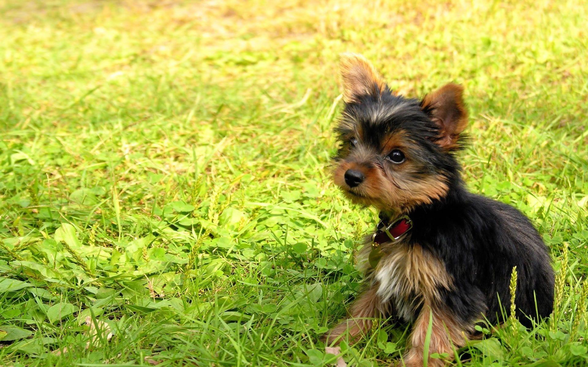 Yorkshire Terrier Widescreen With Yorkie Puppies Wallpaper High
