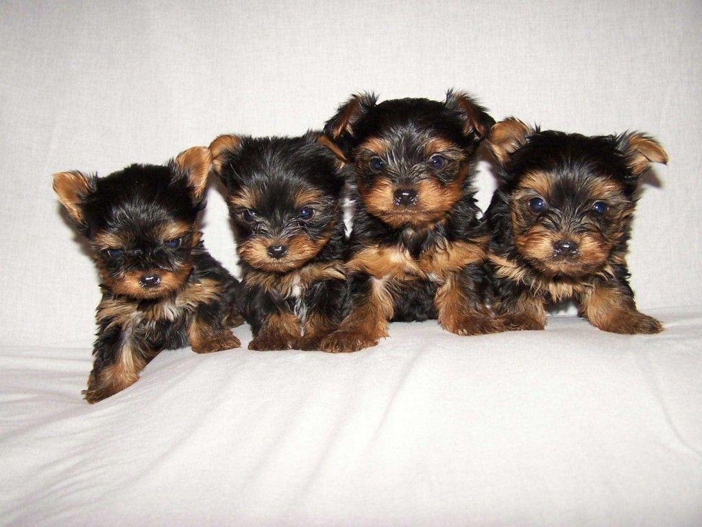 Yorkshire Terriers Image The Beautiful Yorkie HD And Widescreen